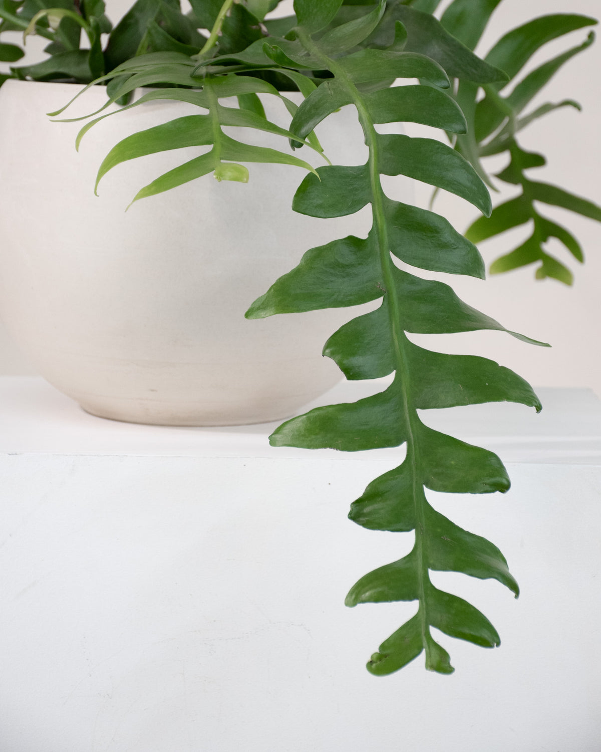 Selenicereus chrysocardium « Fern leaf cactus »