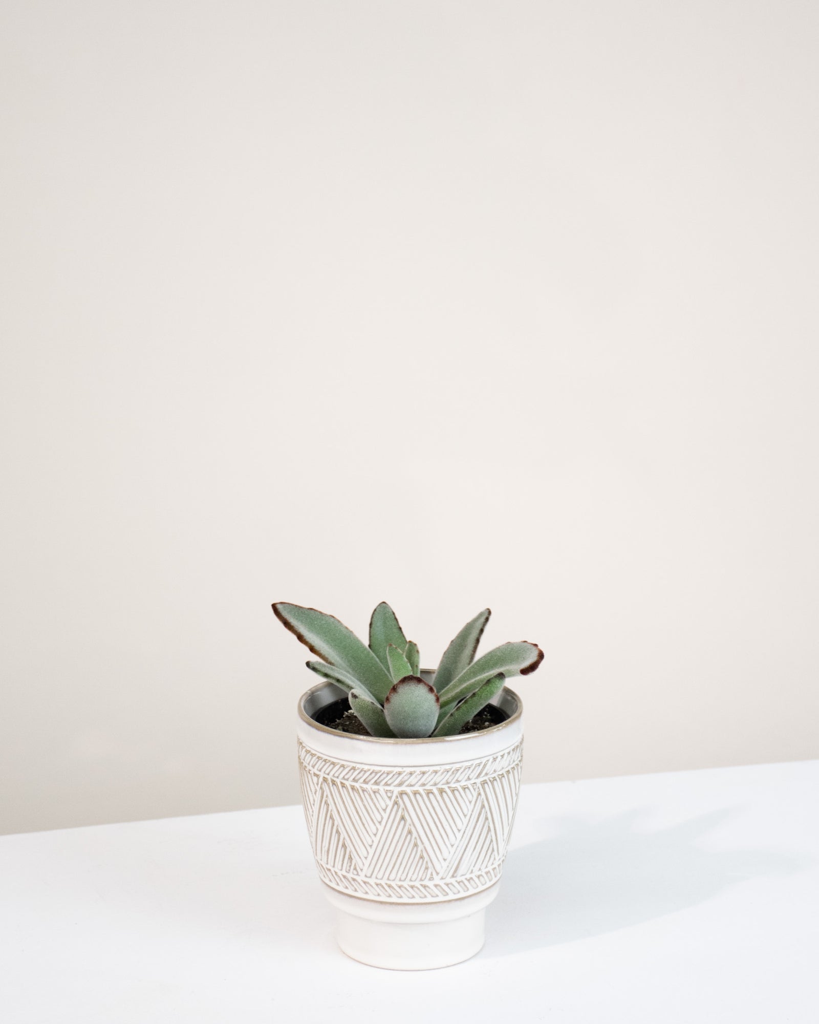 Kalanchoe « Brownii »