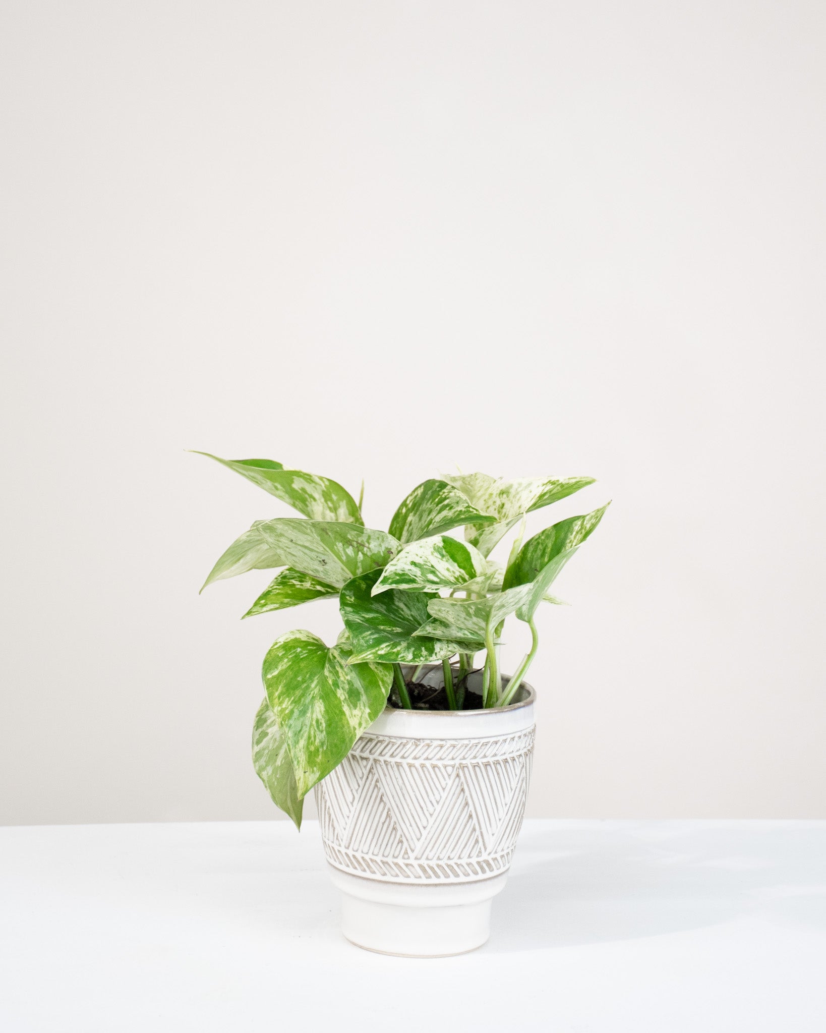 pothos marble queen entretien Pothos « Marble Queen »
