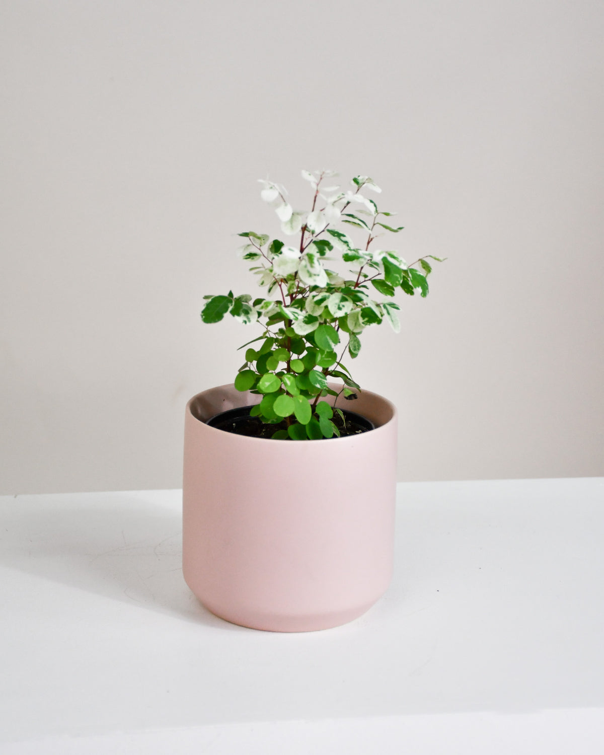 Breynia disticha « Roseopicta » (Snow Bush)