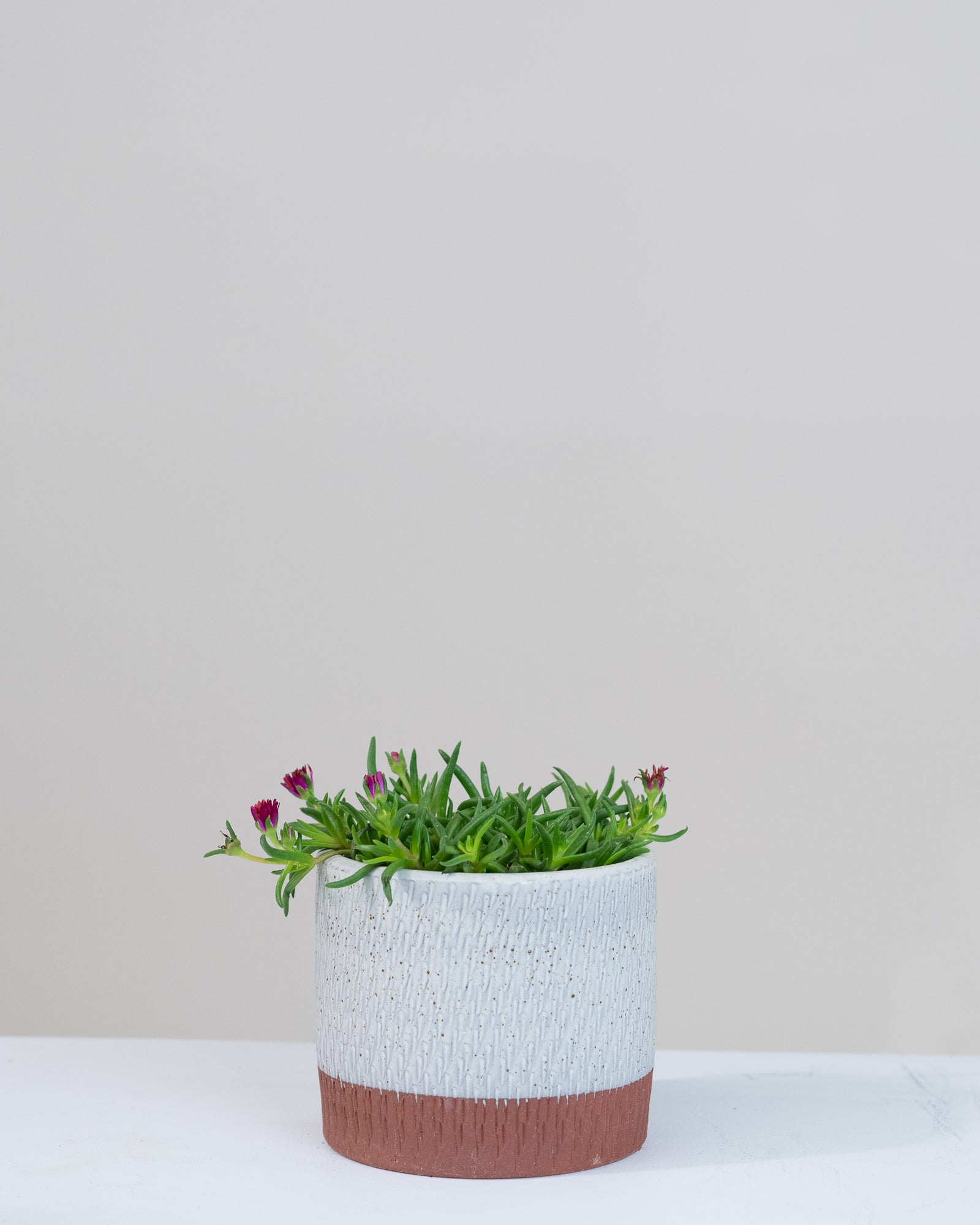 Delosperma « Peridot »