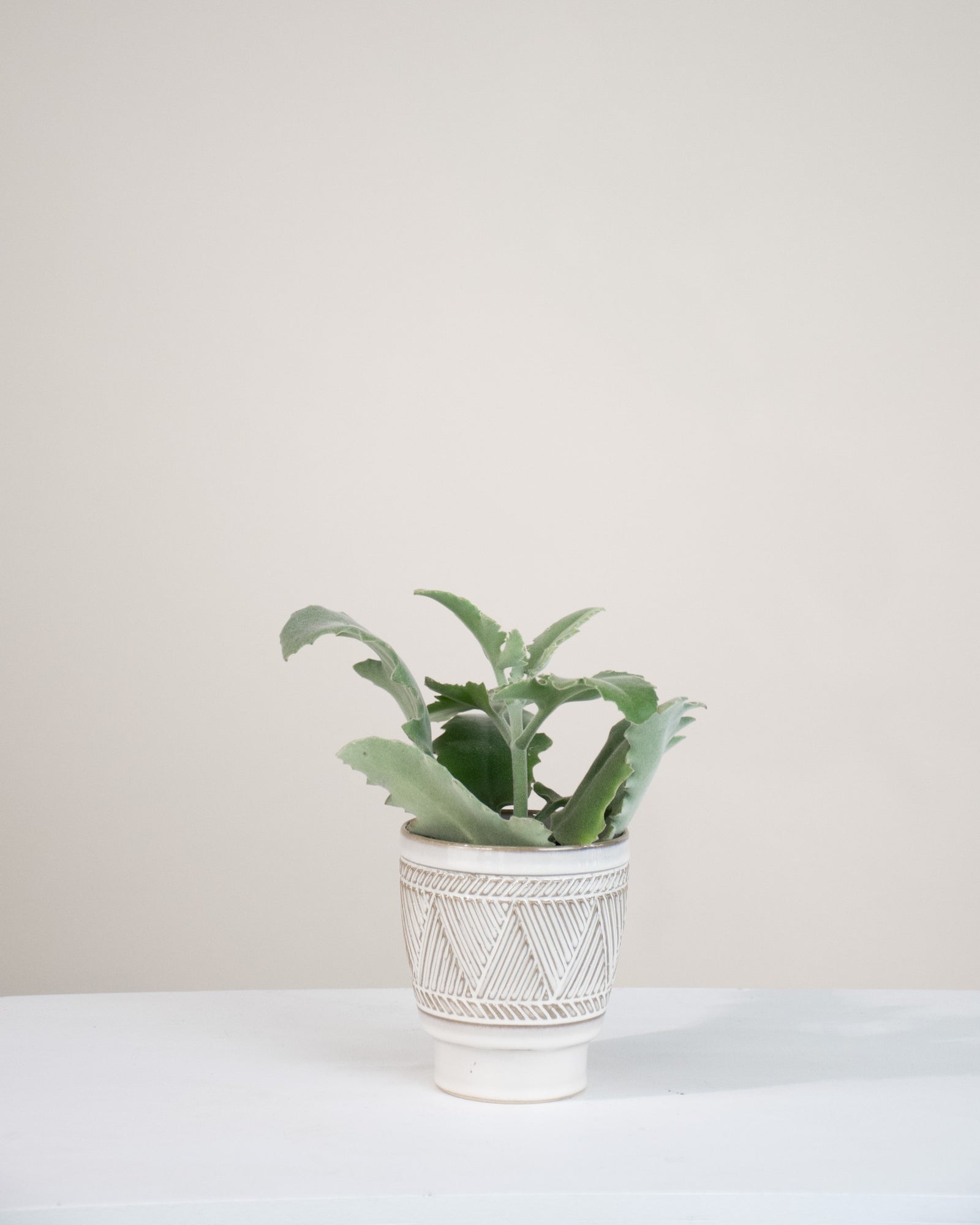 Kalanchoe beharensis