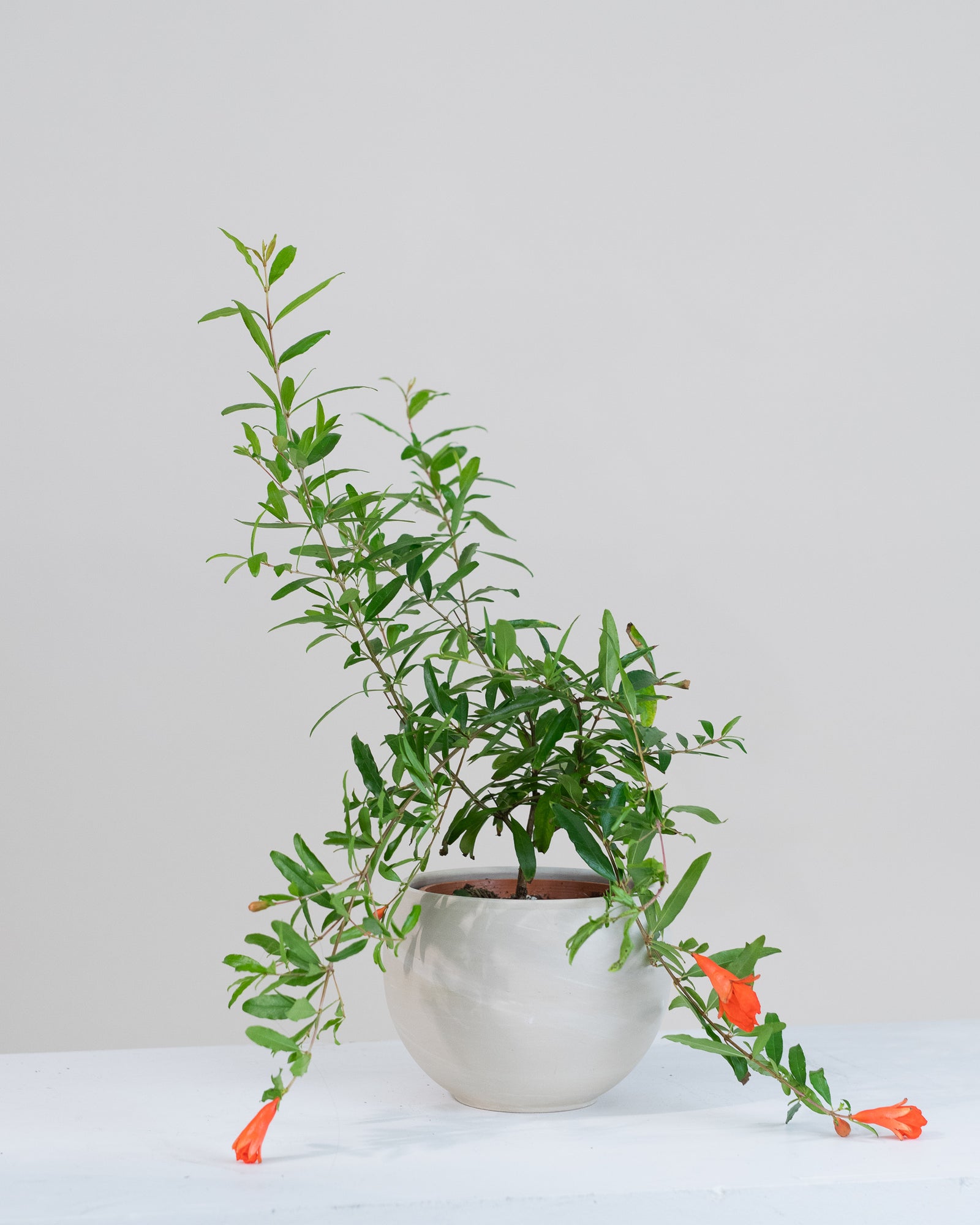 Punica granatum « Nana »