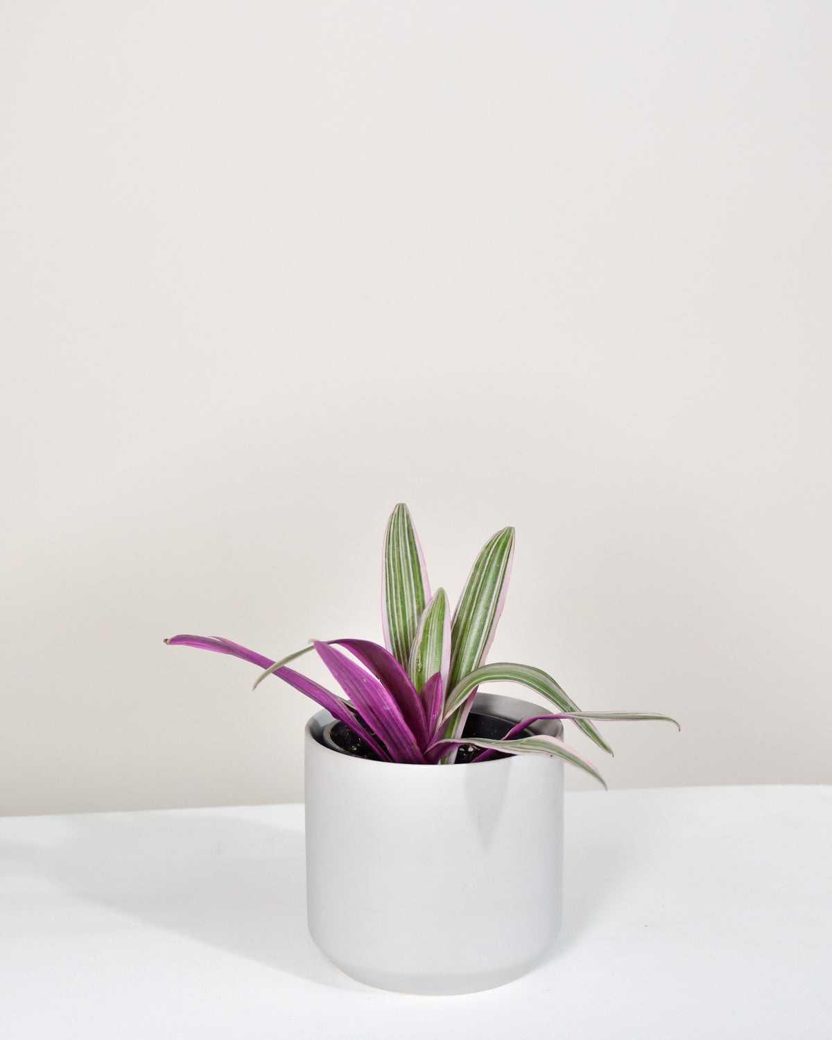 Tradescantia spathacea « Tricolor »