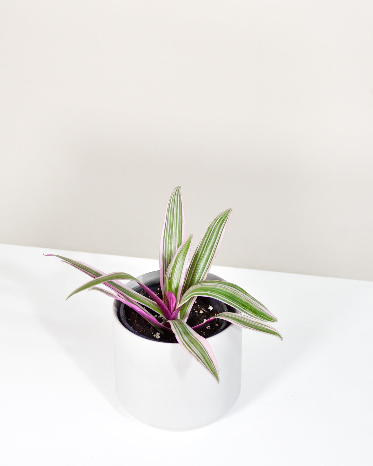 Tradescantia spathacea « Tricolor »