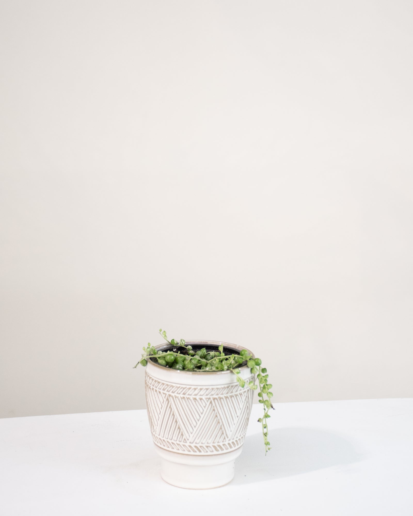 Senecio rowleyanus « Collier de perles » Variegata