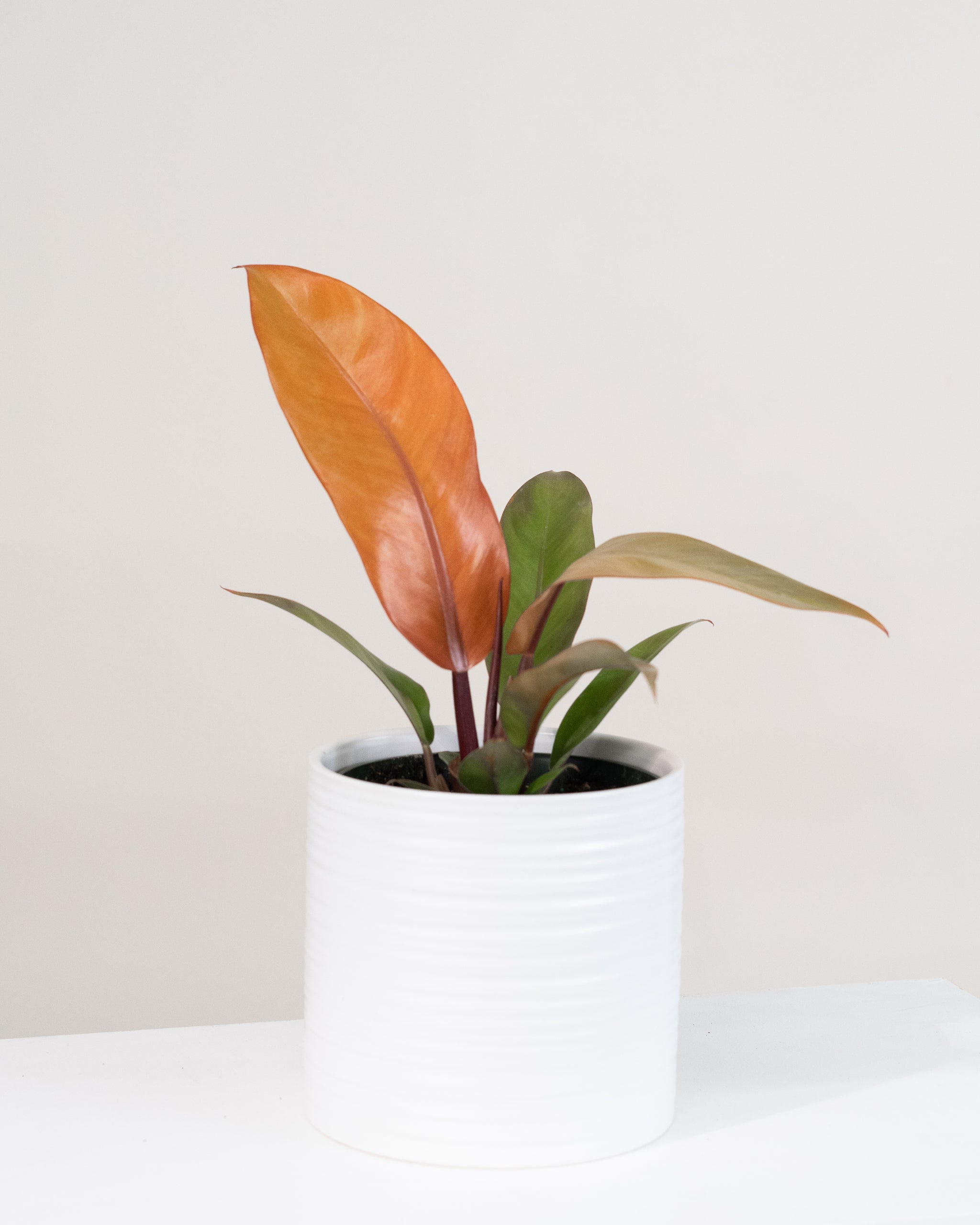 philodendron prince of orange entretien Philodendron « Prince Orange »