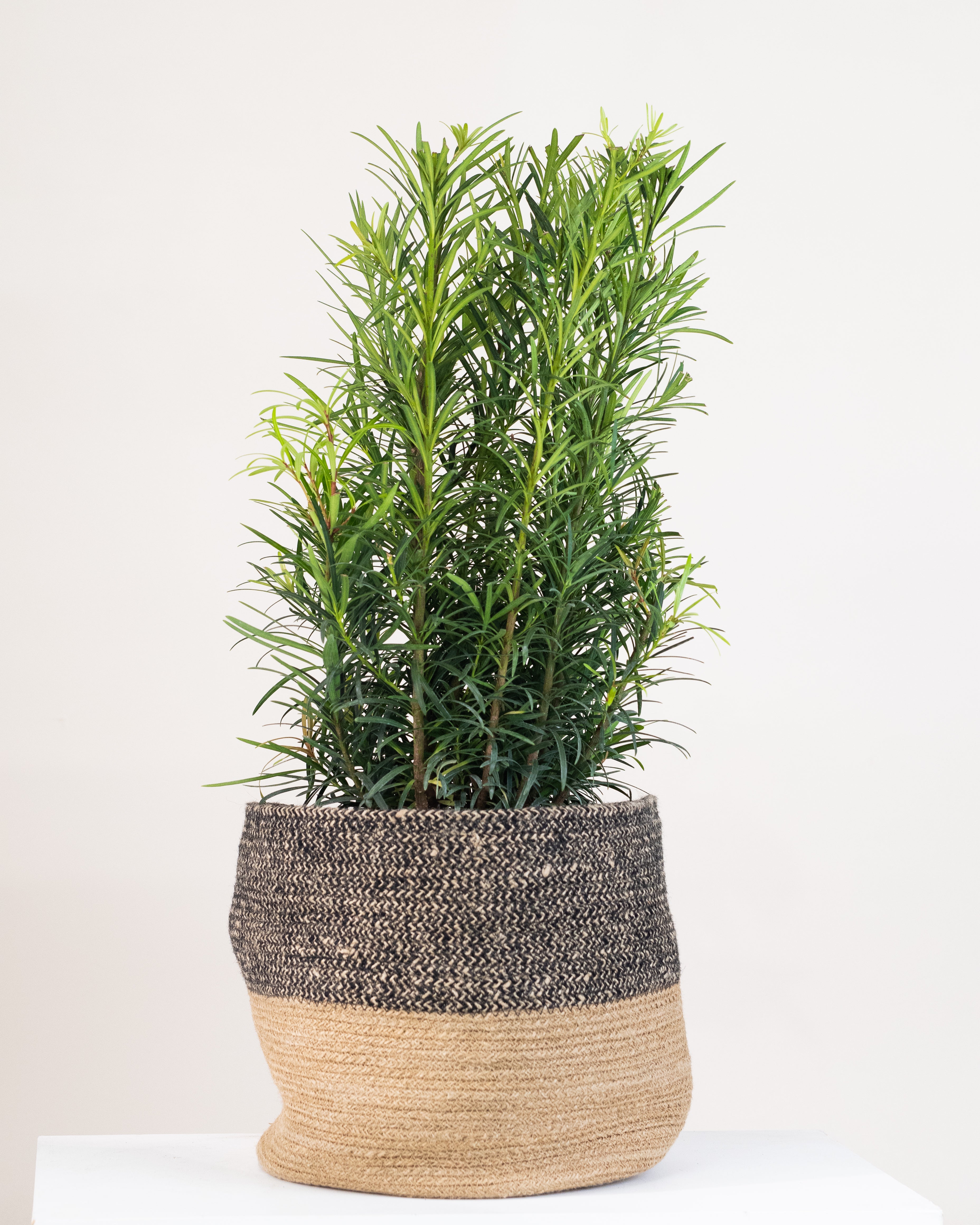 Plante d'intérieur pour le bureau - PODOCARPUS