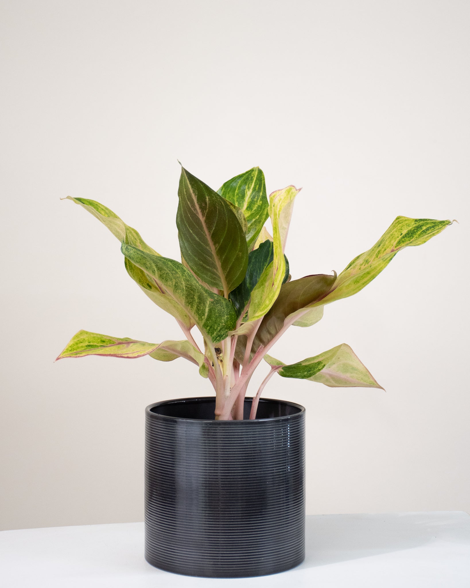 aglaonema golden fluorite Aglaonema « Golden Fluorite »
