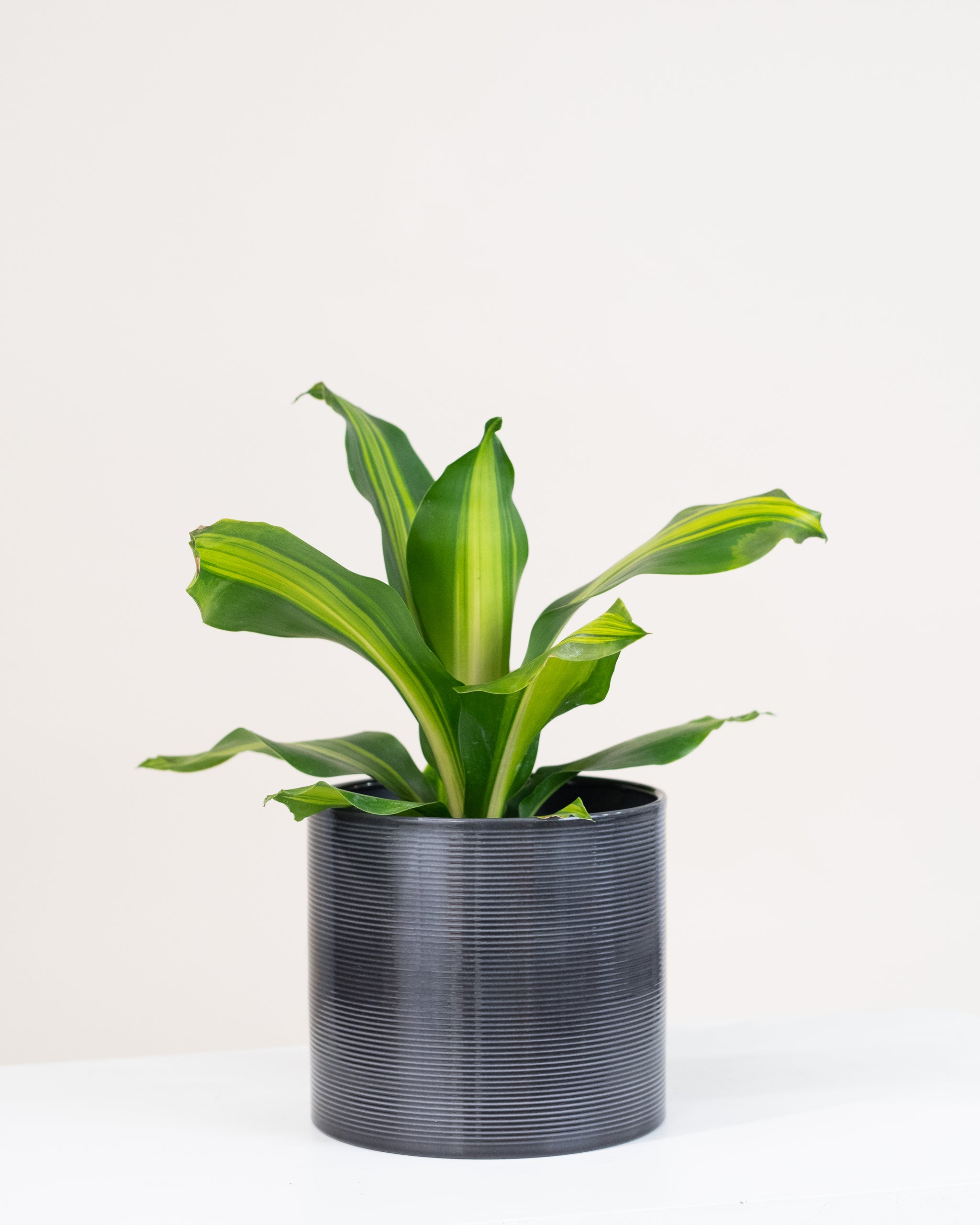 dracaena massangeana giganta Dracaena massangeana « Giganta »