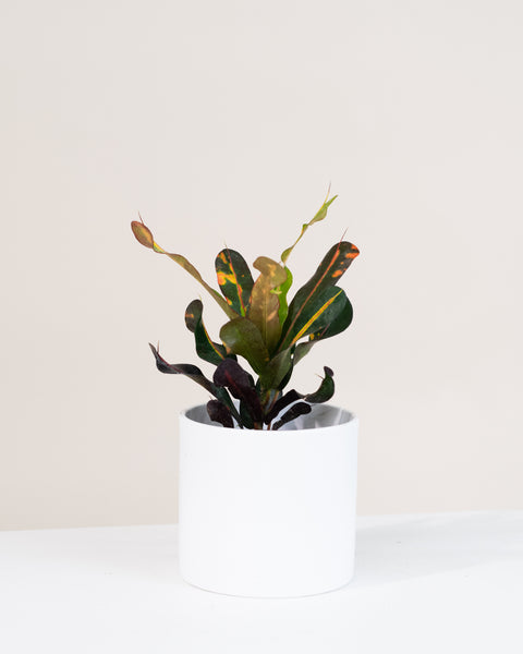 croton mammy entretien Codiaeum variegatum « Mammy »