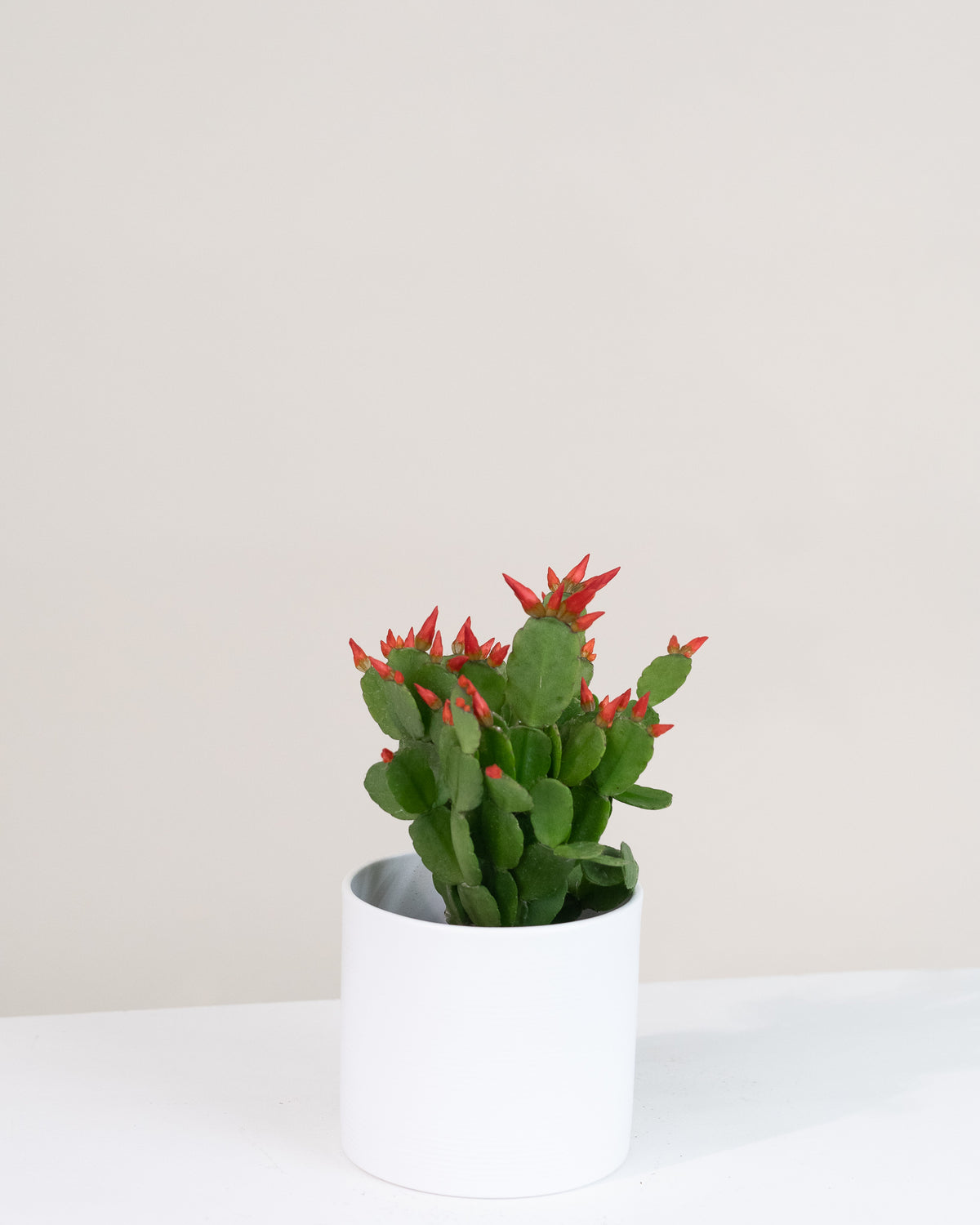 Rhipsalidopsis gaertneri « Cactus de Pâques »