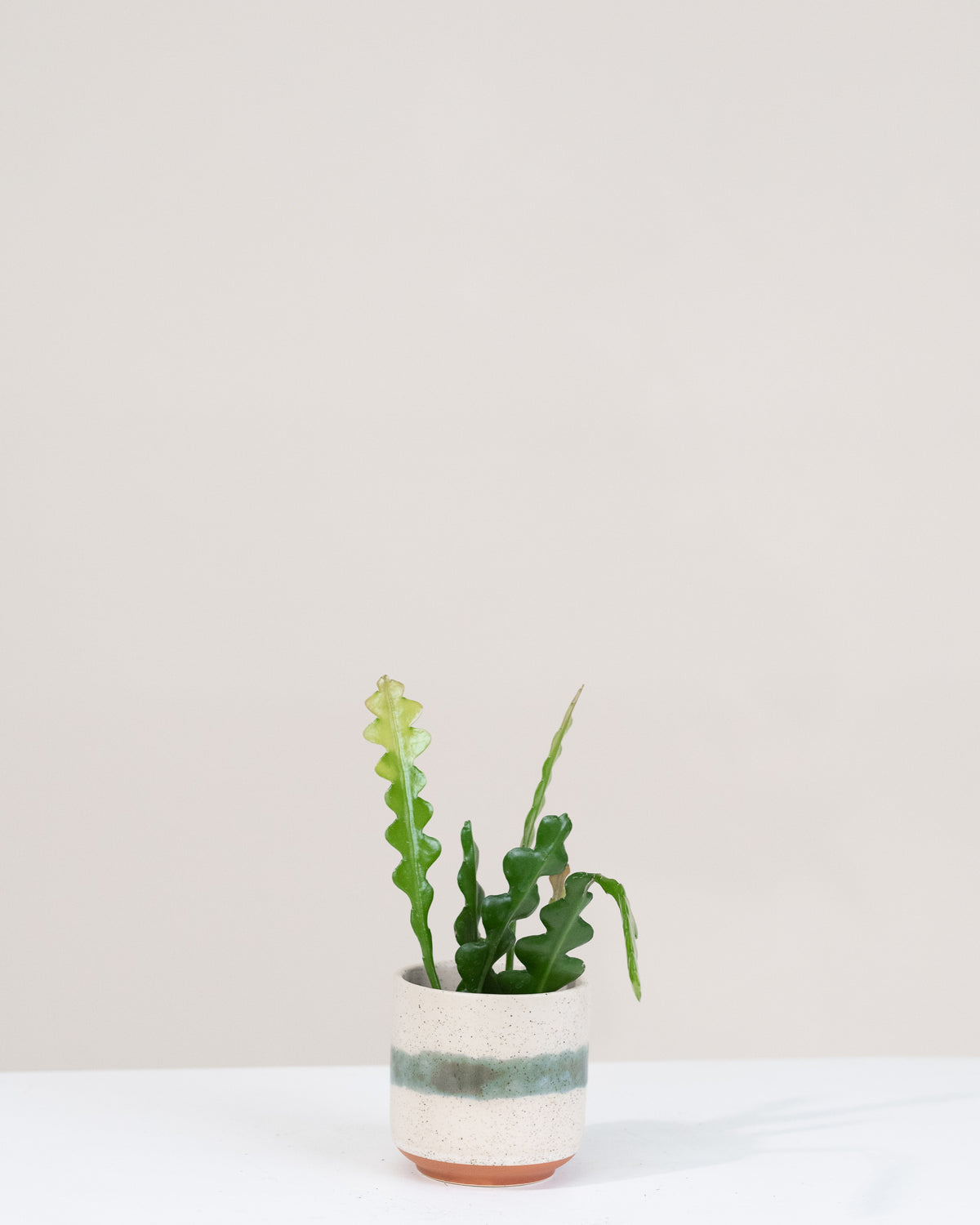 Epiphyllum anguliger « Cactus Zigzag »