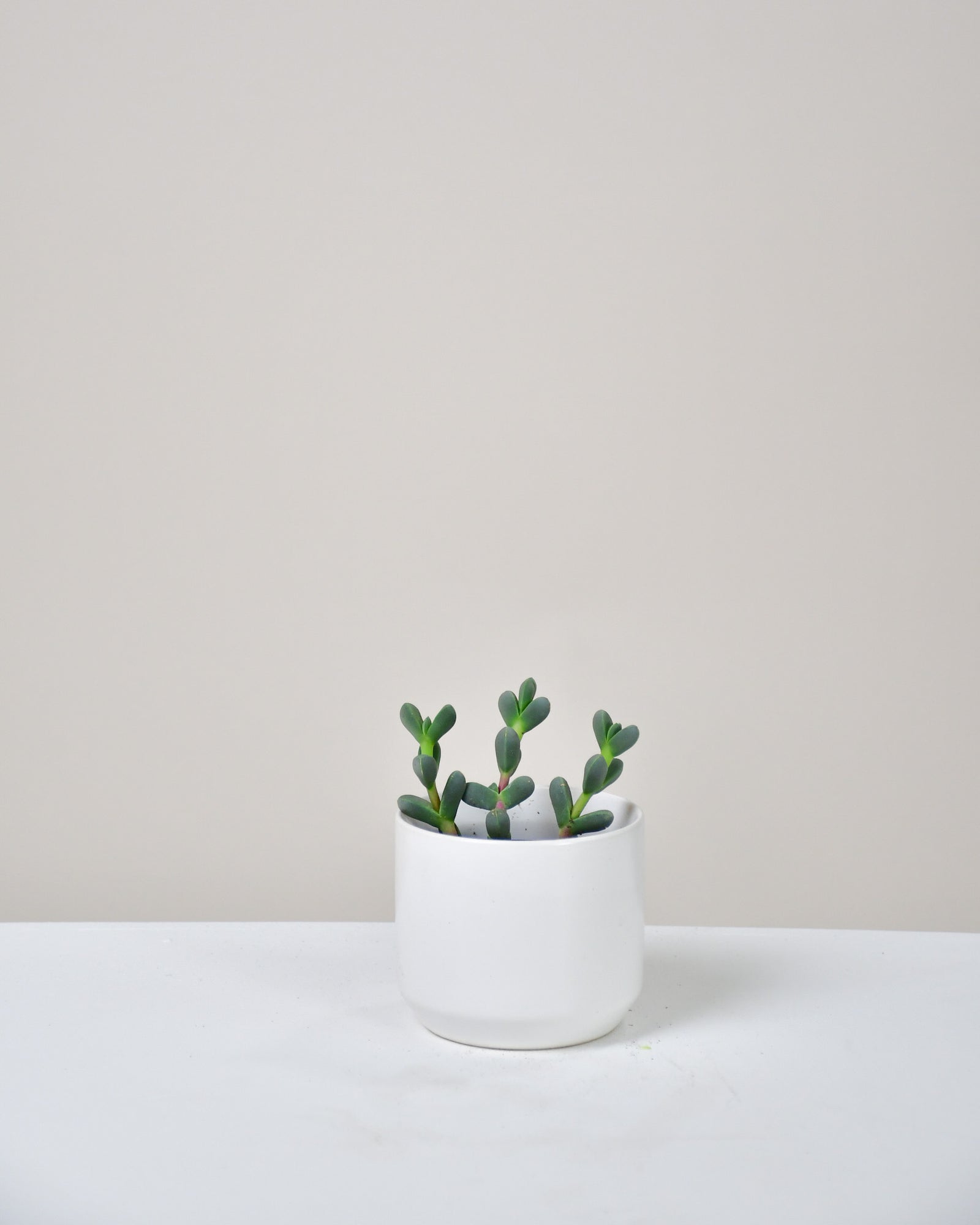 Delosperma lehmannii