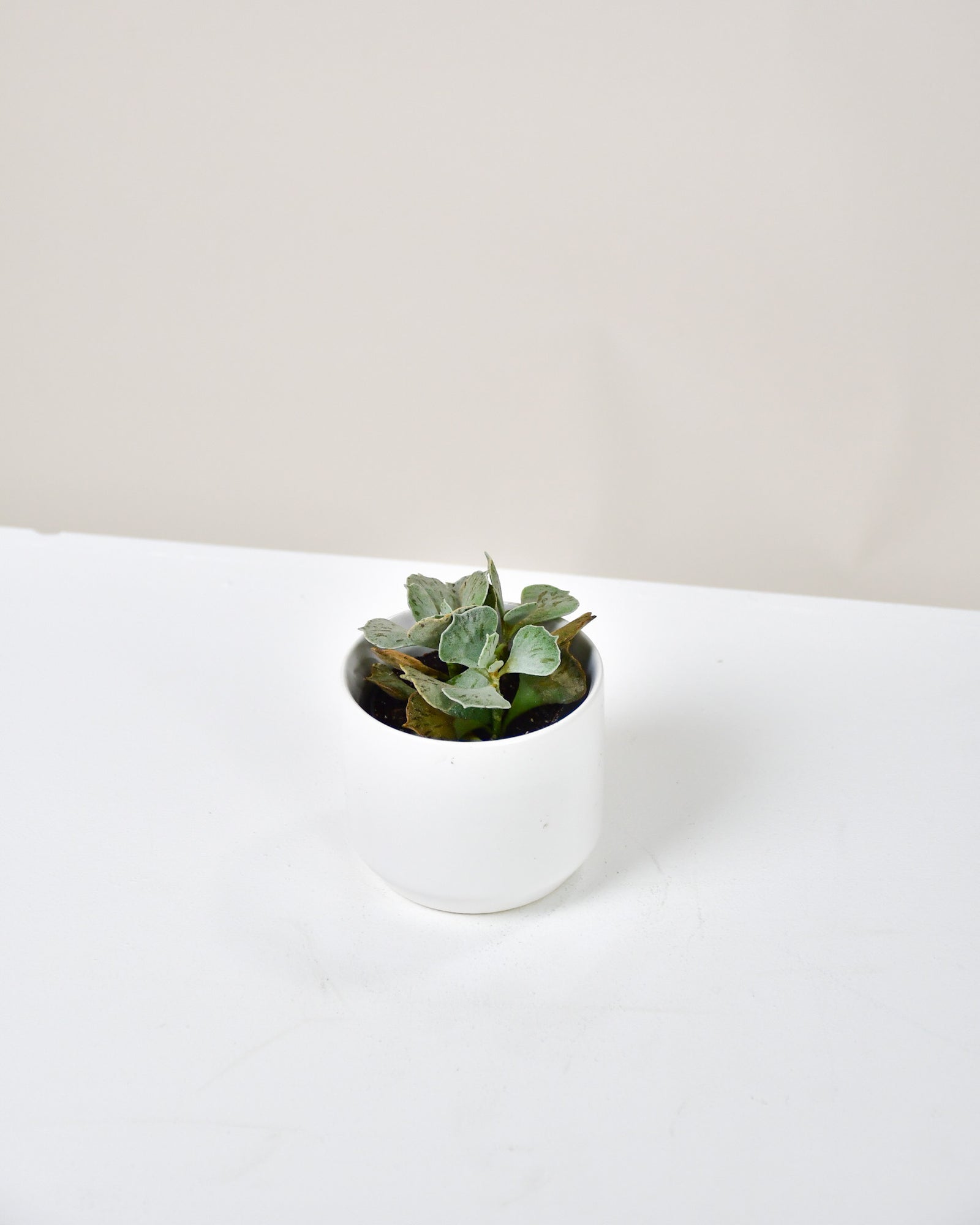 Kalanchoe rhombopilosa