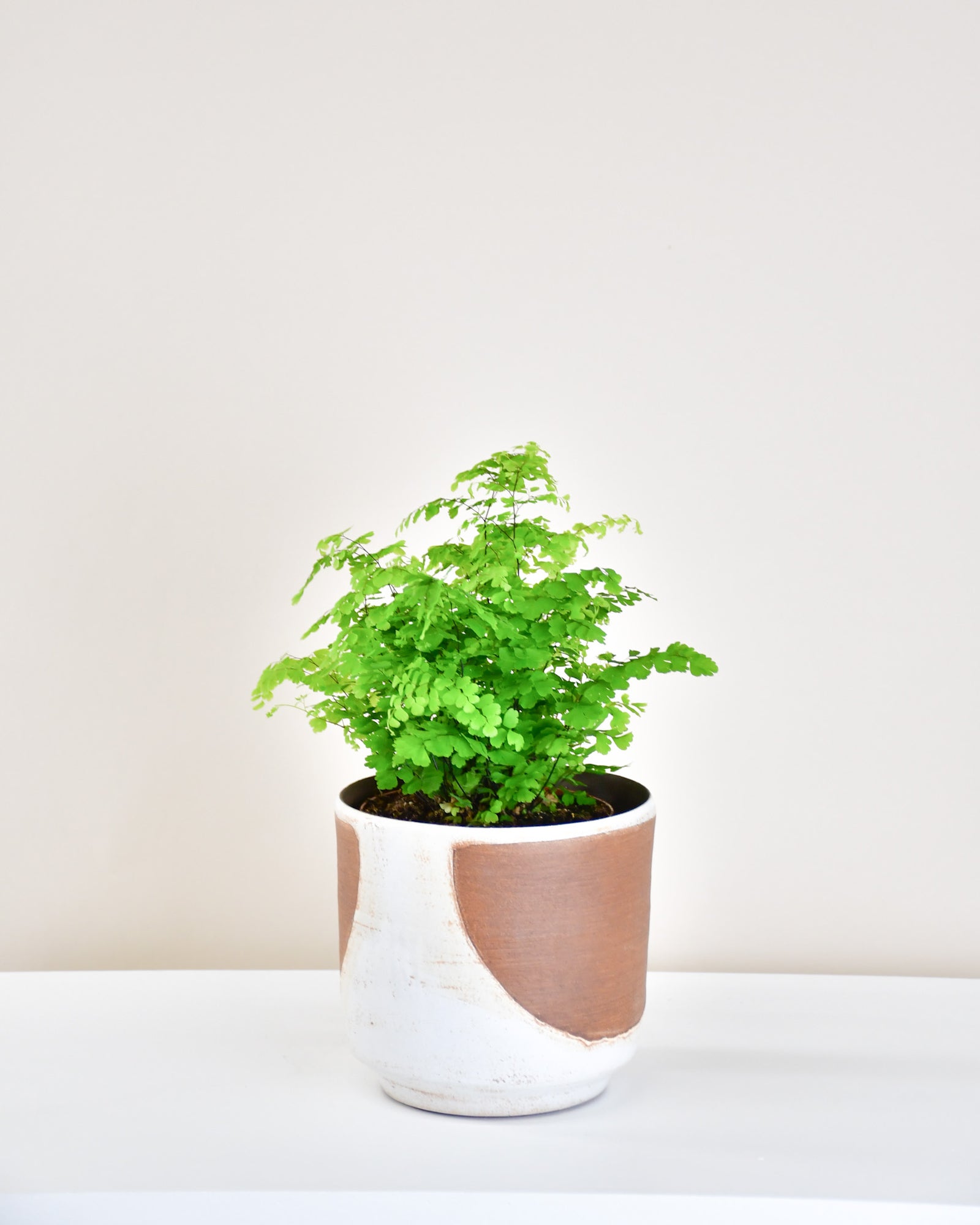 Adiantum