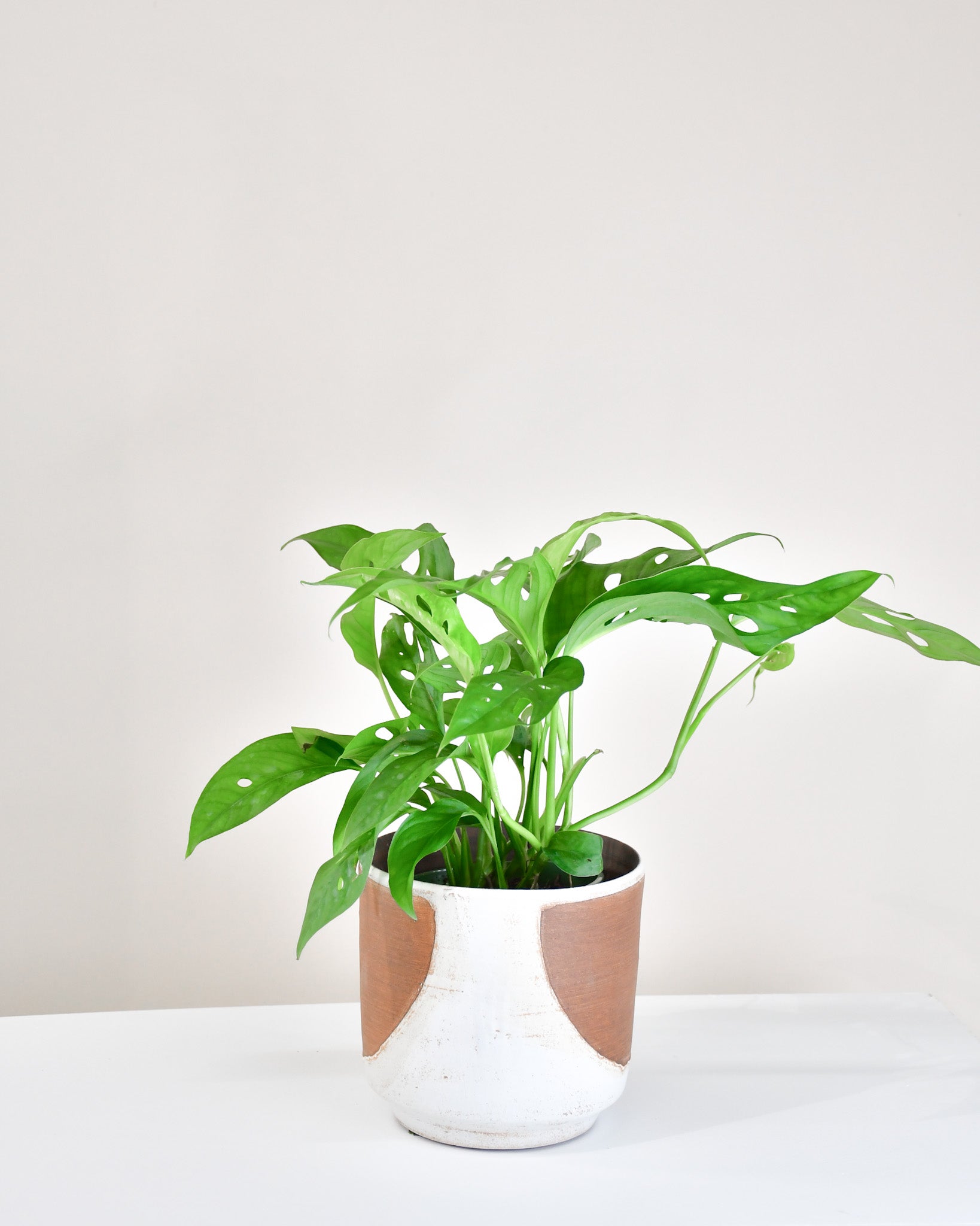 monstera adansonii acheter Monstera « Adansonii »