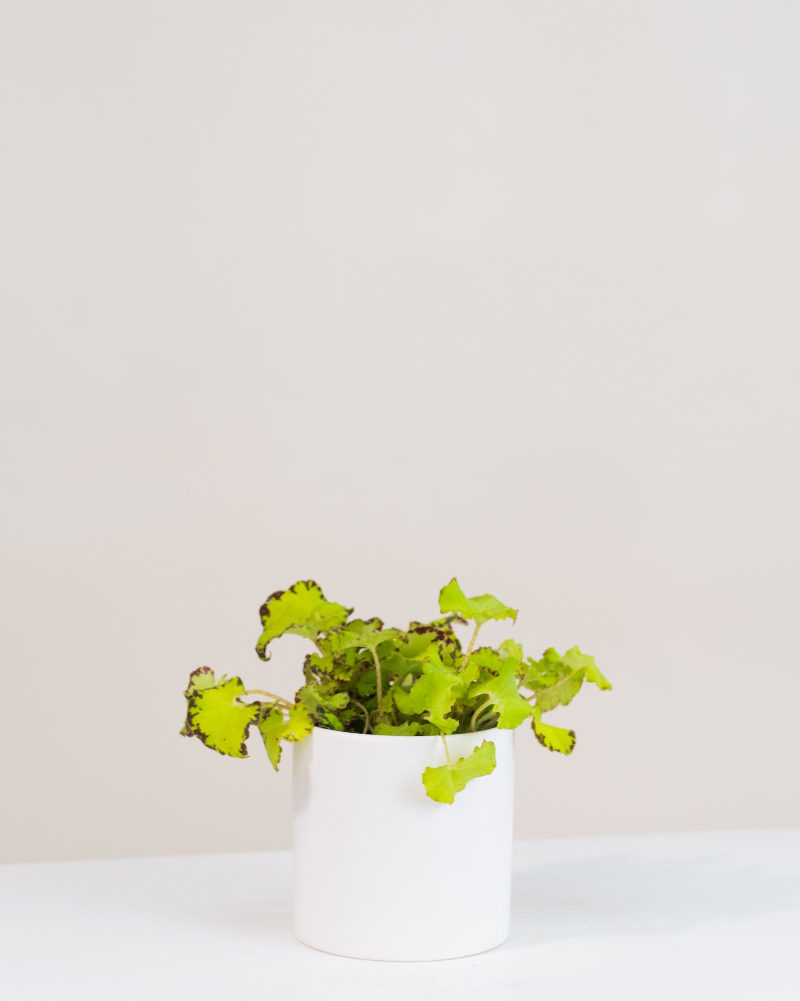 Begonia rex « Jive »