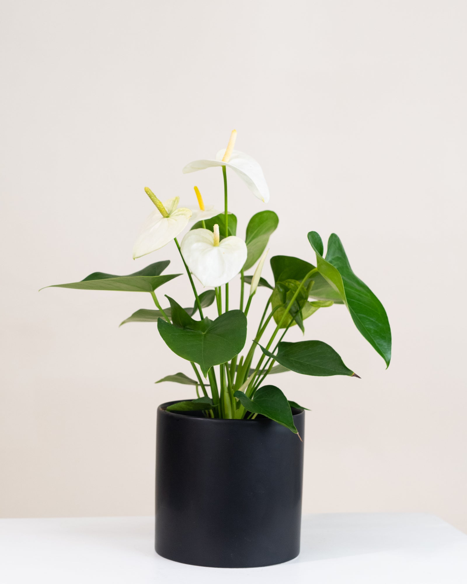 Anthurium « Winter White »