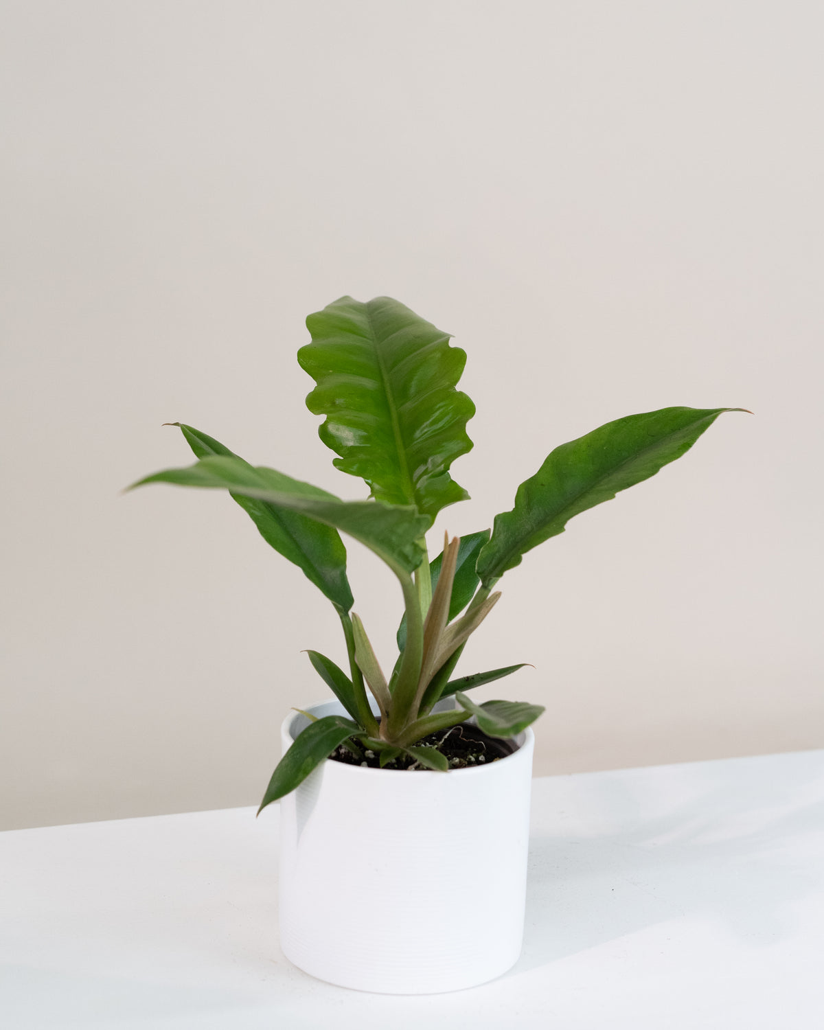 Philodendron « Narrow »