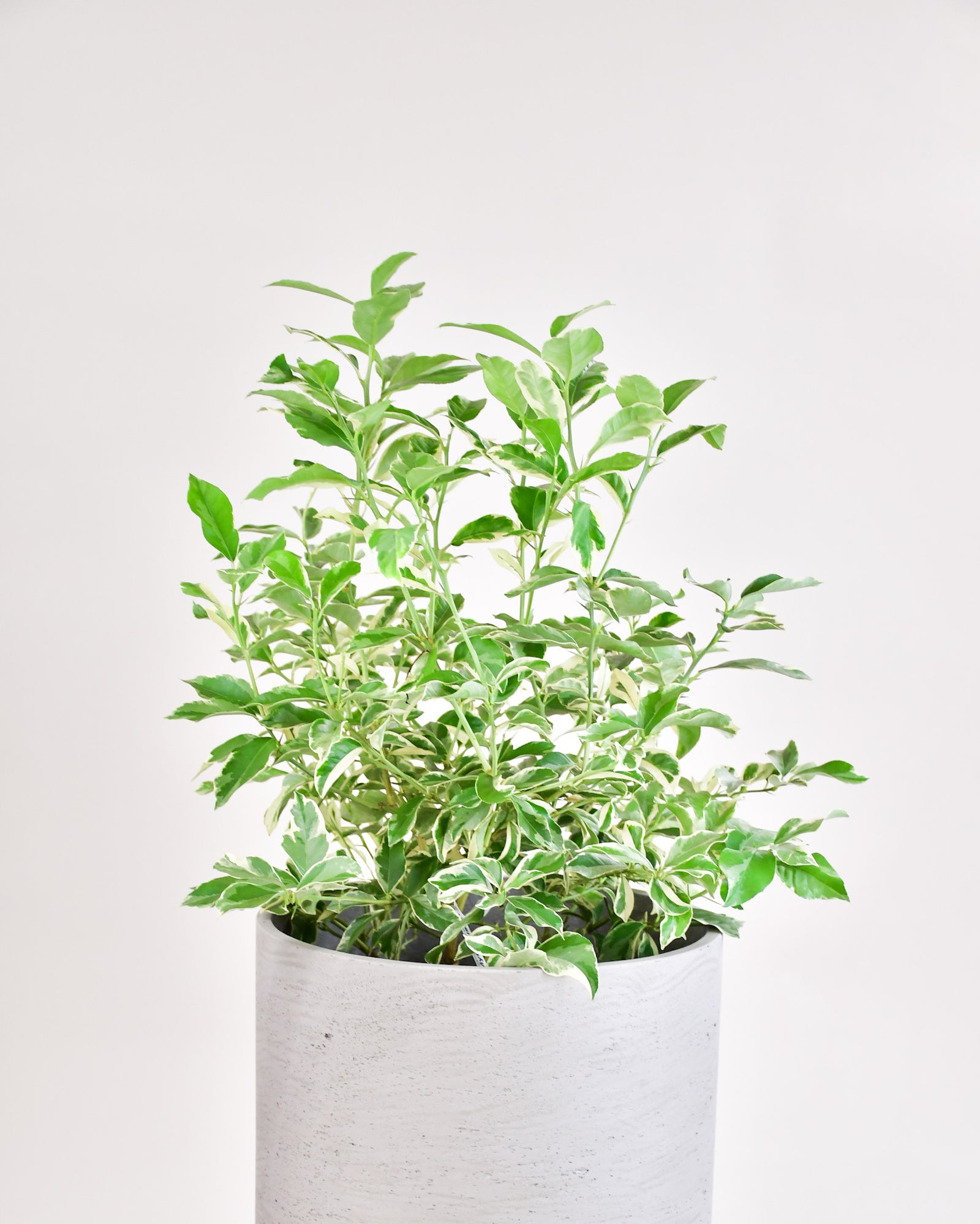 Citronnier Variegata