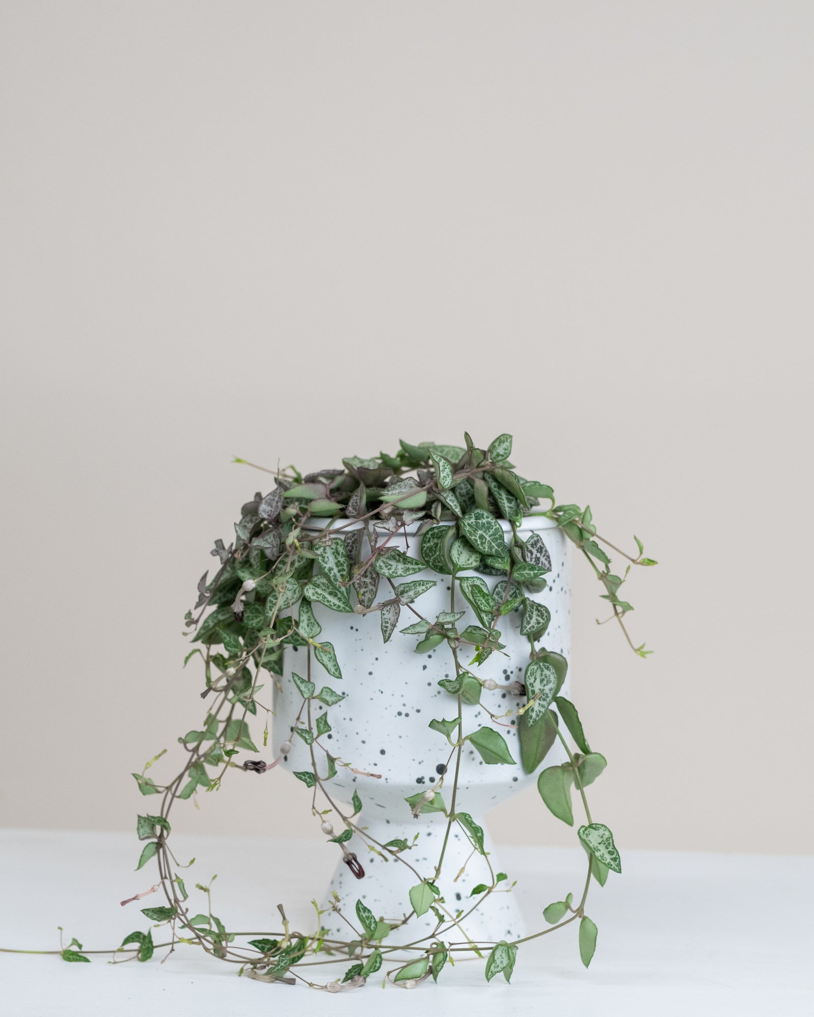Ceropegia woodi « Heartless »