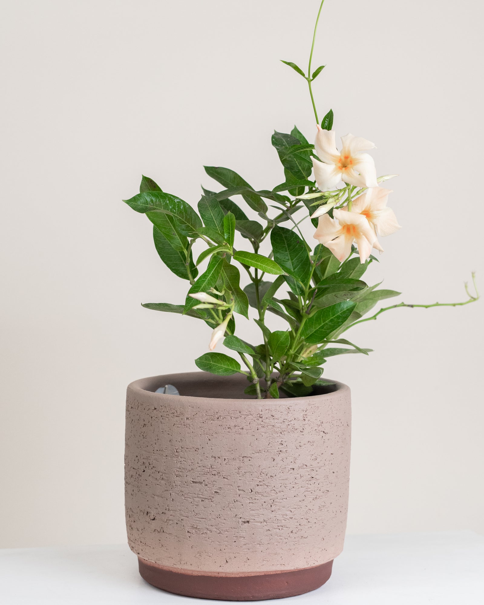 Dipladenia