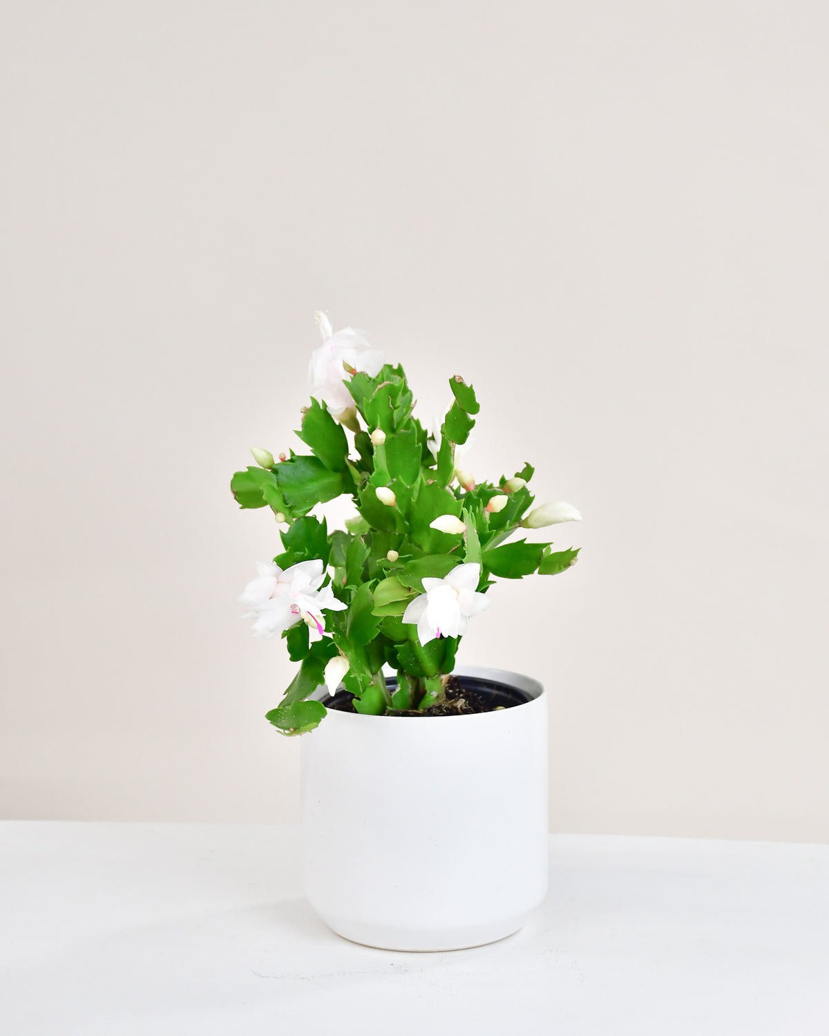 Schlumbergera « cactus de Noël »