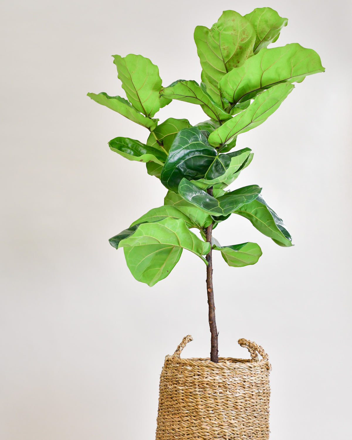 Ficus Lyrata « Arbre »