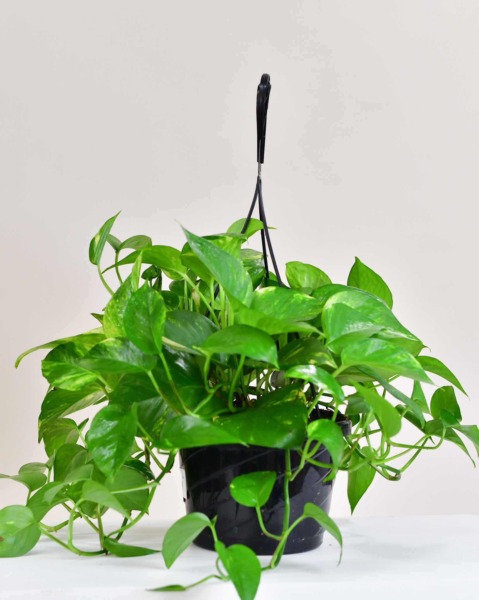 plante pothos Pothos « Golden »
