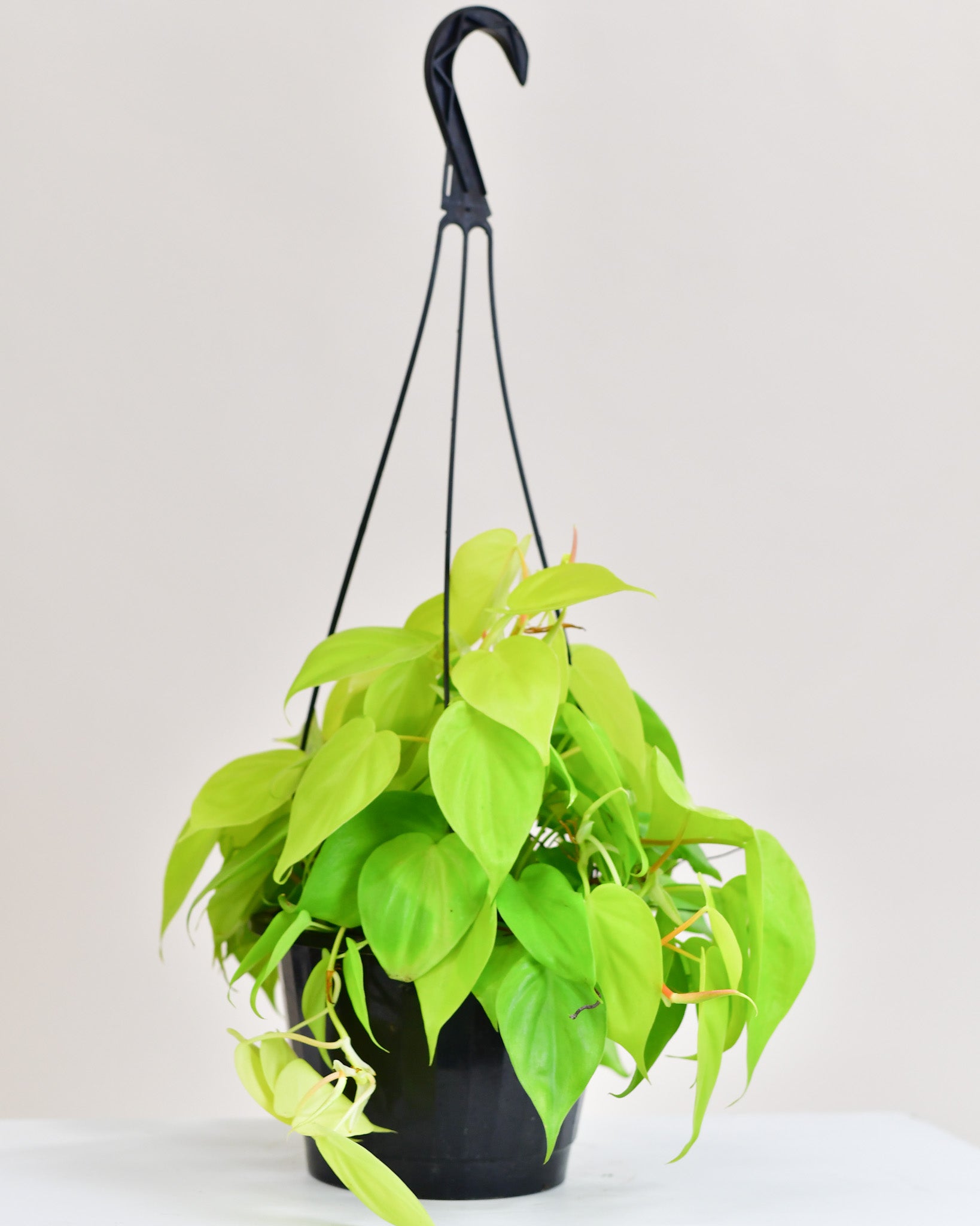 philodendron cordatum lime Philodendron cordatum « Lemon Lime »