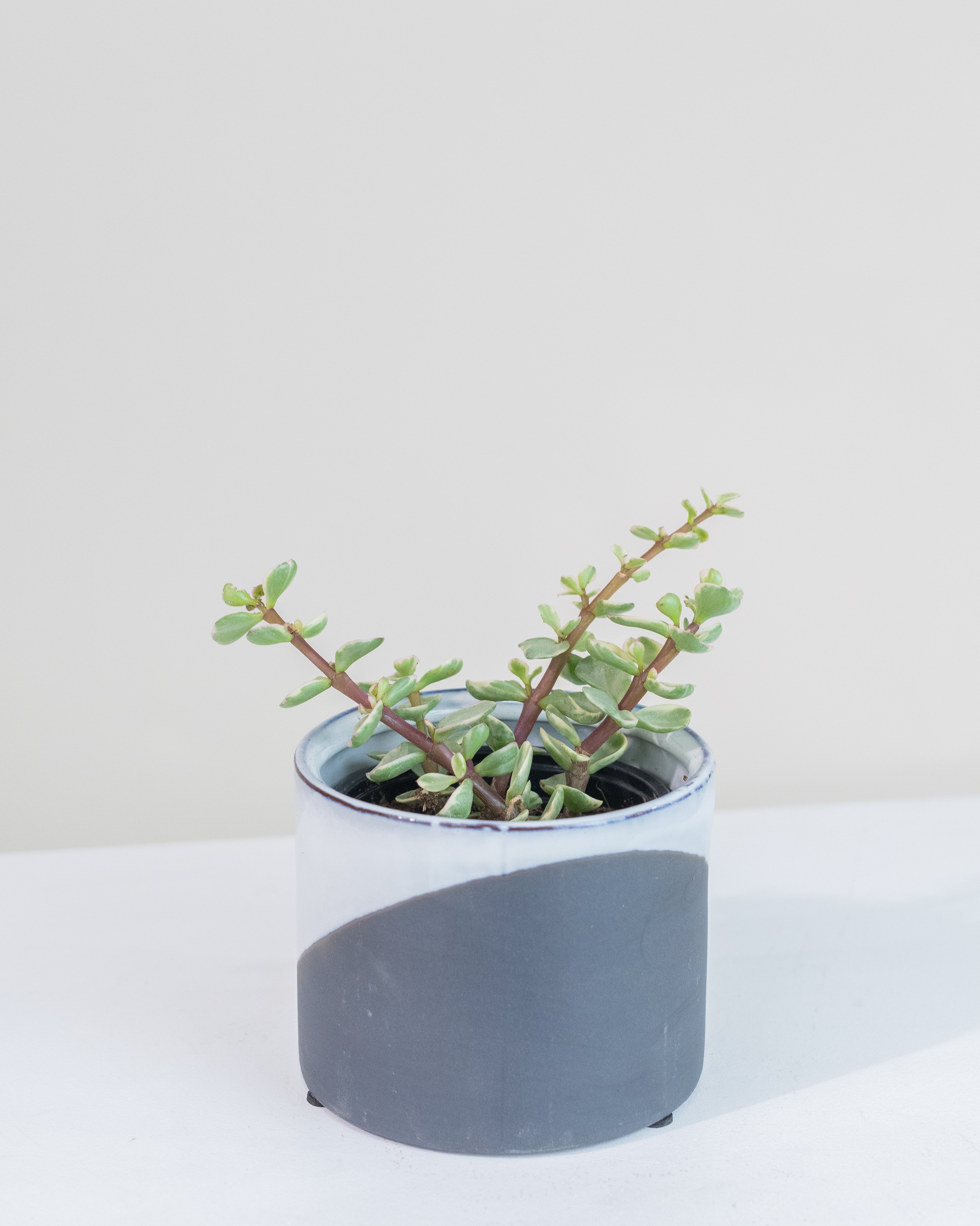PORTULACARIA AFRA CRASSULA mini bonsaï 15cm bonsaïs en forme de S plantes  vivantes plantes d'intérieur - Fabricants et fournisseurs