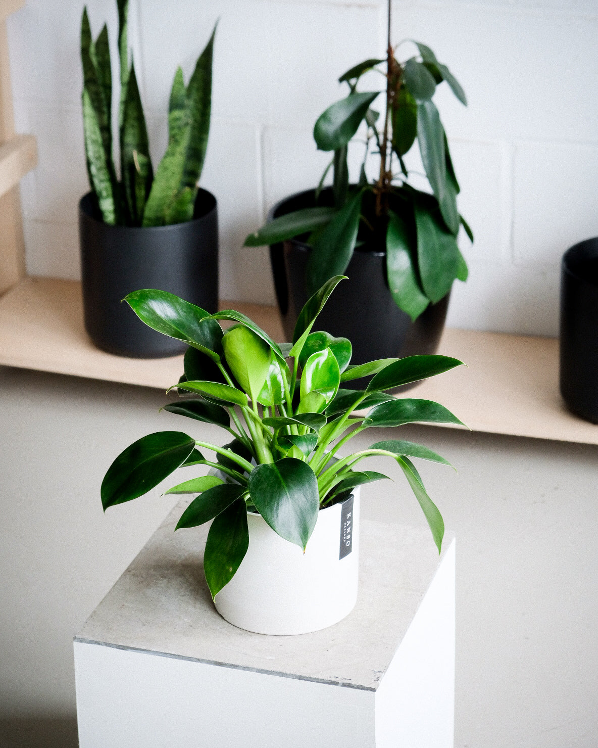 Philodendron « Green Princess »