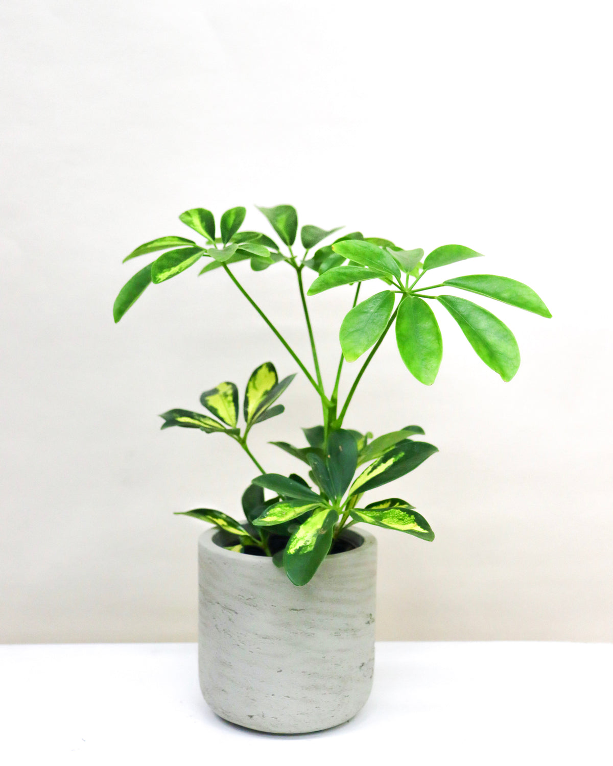 Schefflera arboricola « Variegata »