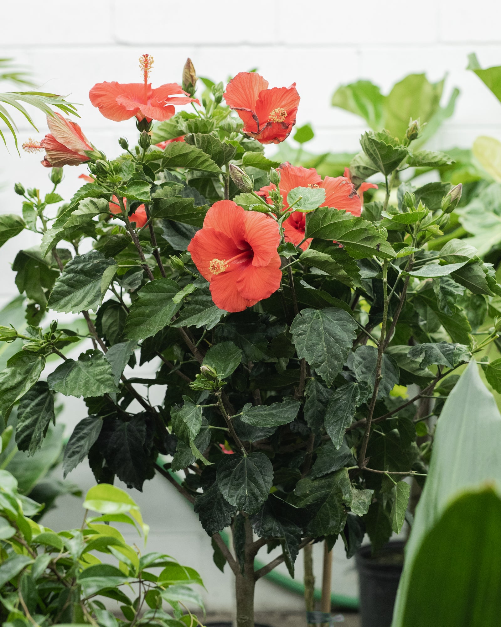 Hibiscus « Fiesta »