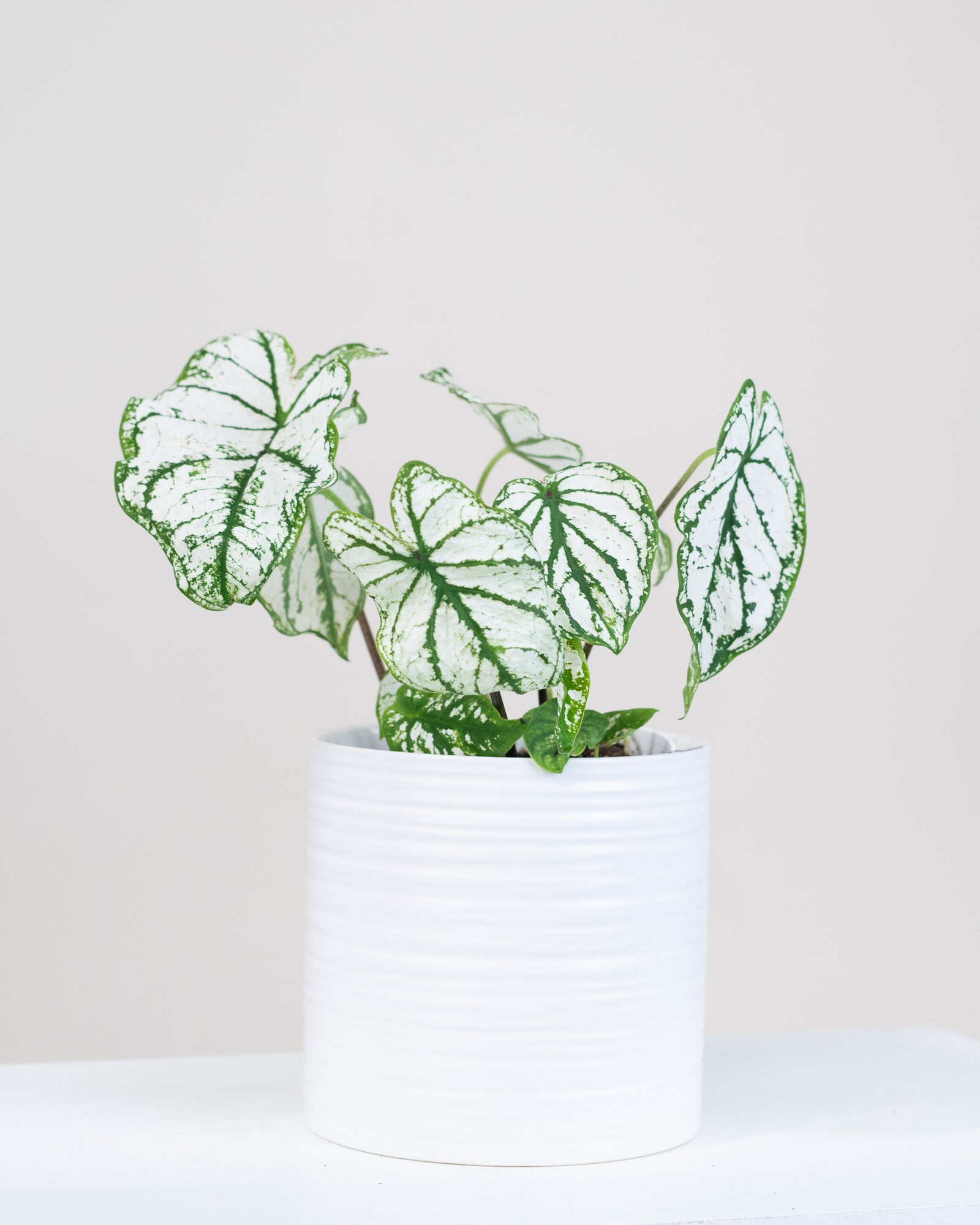 Caladium hortulanum assorties