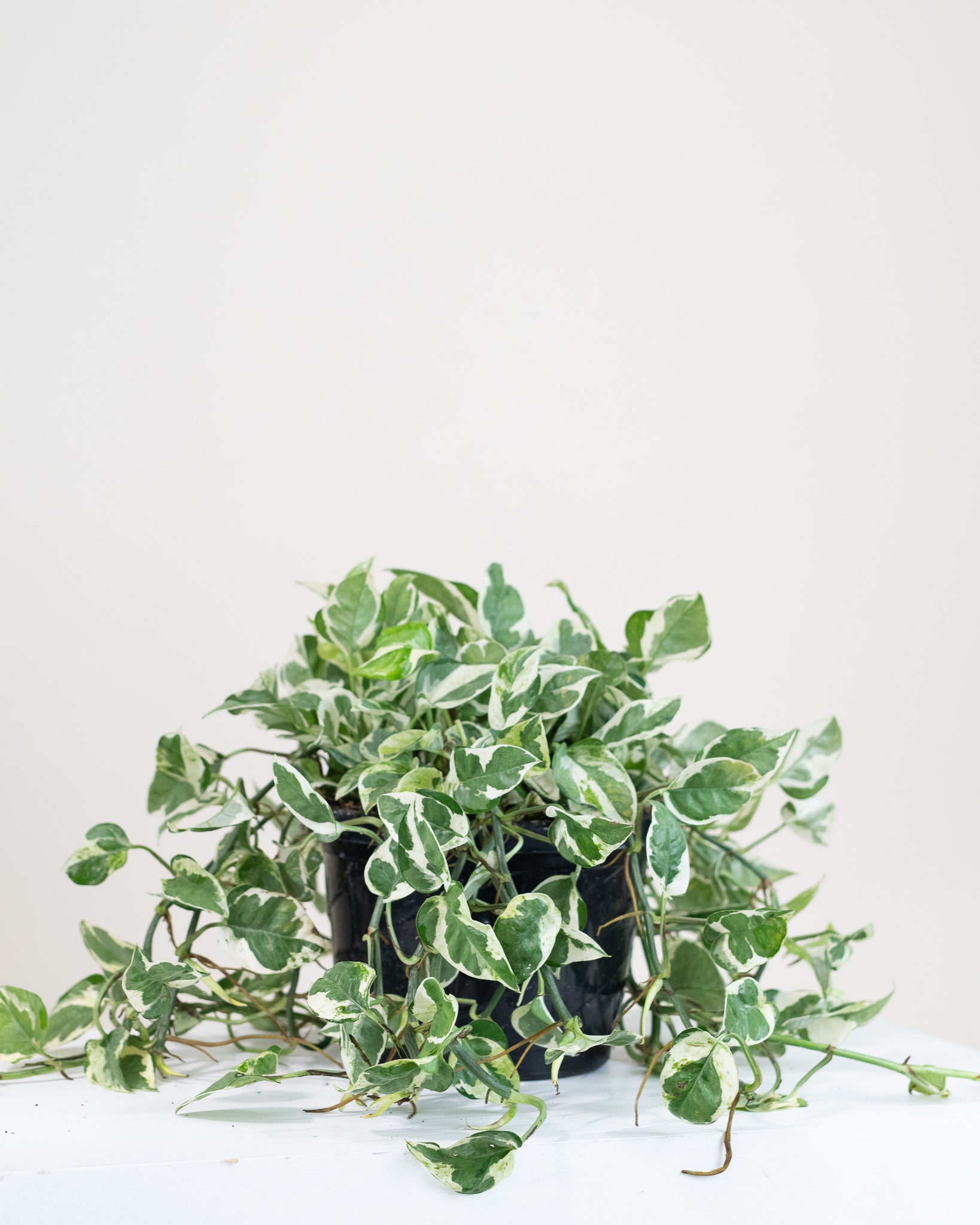 pothos pearl jade Pothos Pearl and Jade