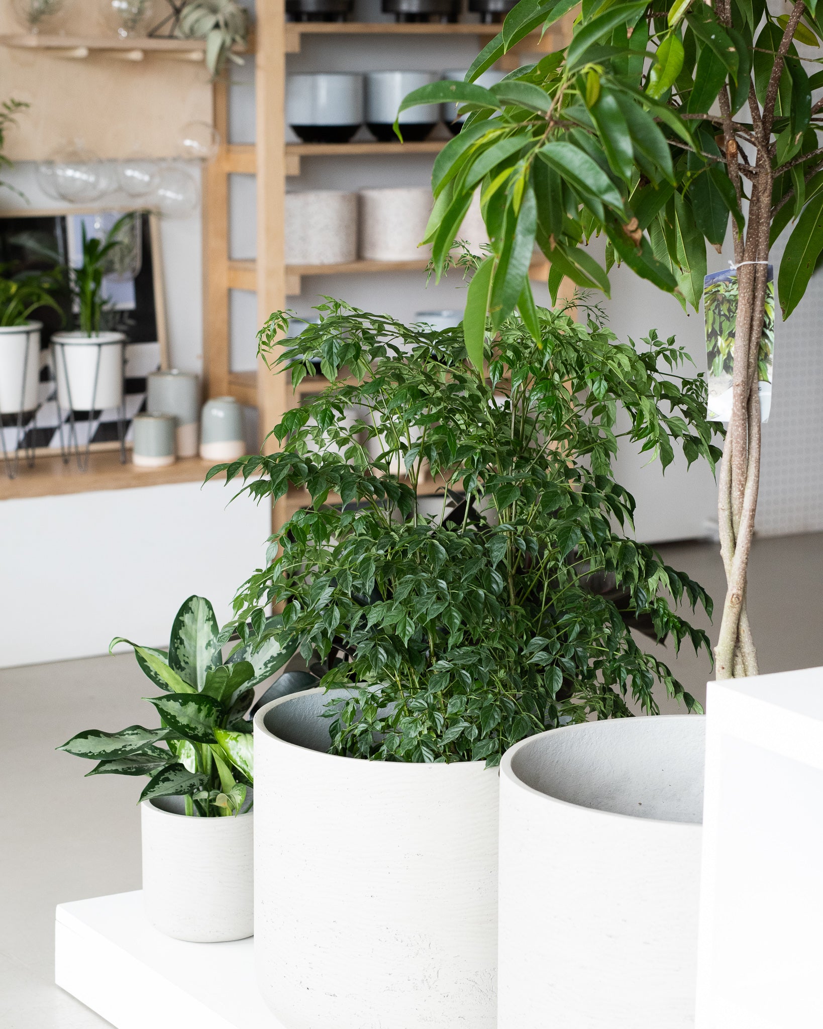 50 Graines De Radermachera Fraîches - Plantes D'Intérieur Exotiques Sans OGM - Culture Facile