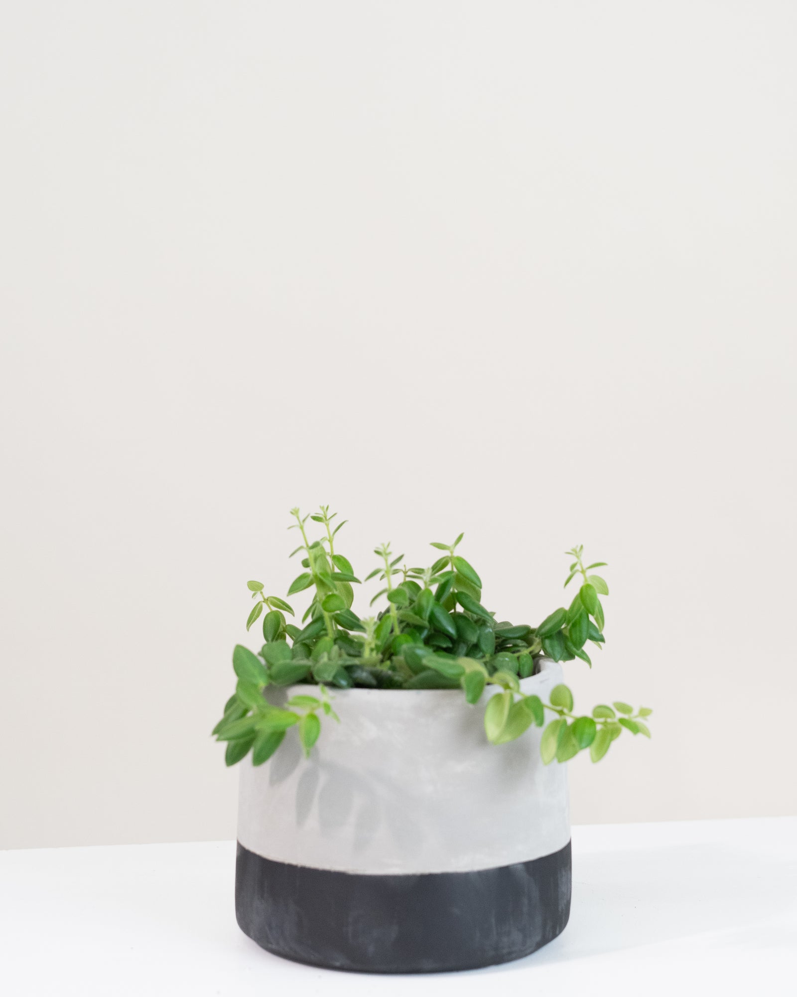 Aeschynanthus gracilis