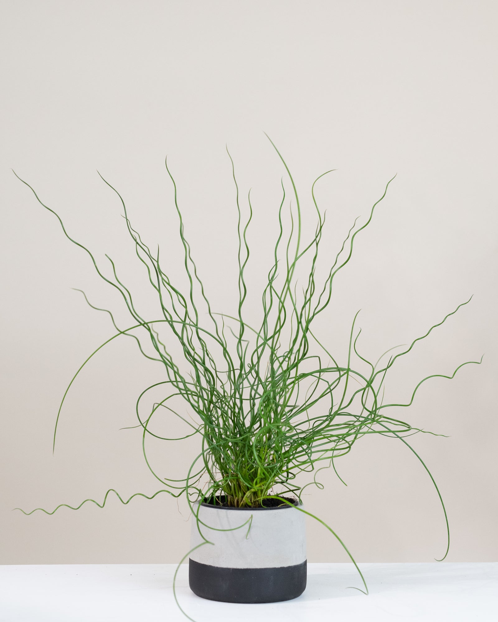 Juncus effusus « Spiralis »