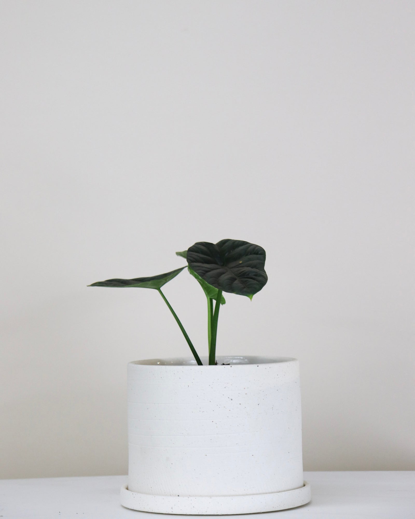 Alocasia sinuata