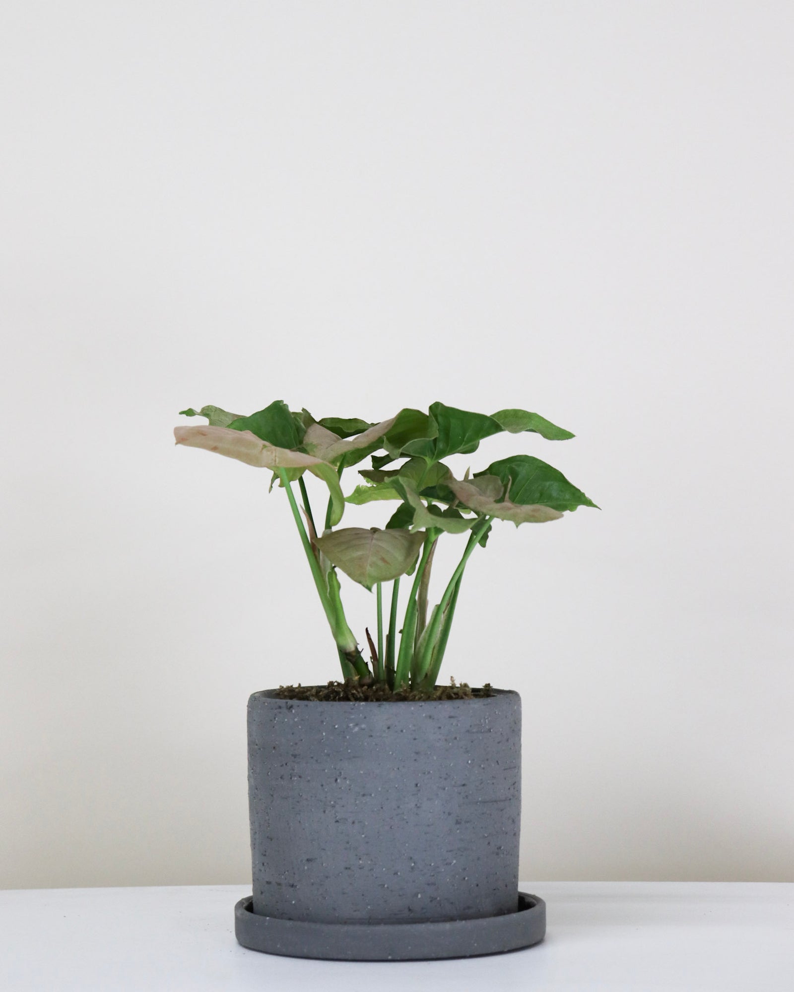 Syngonium podophyllum « Pink Splash »