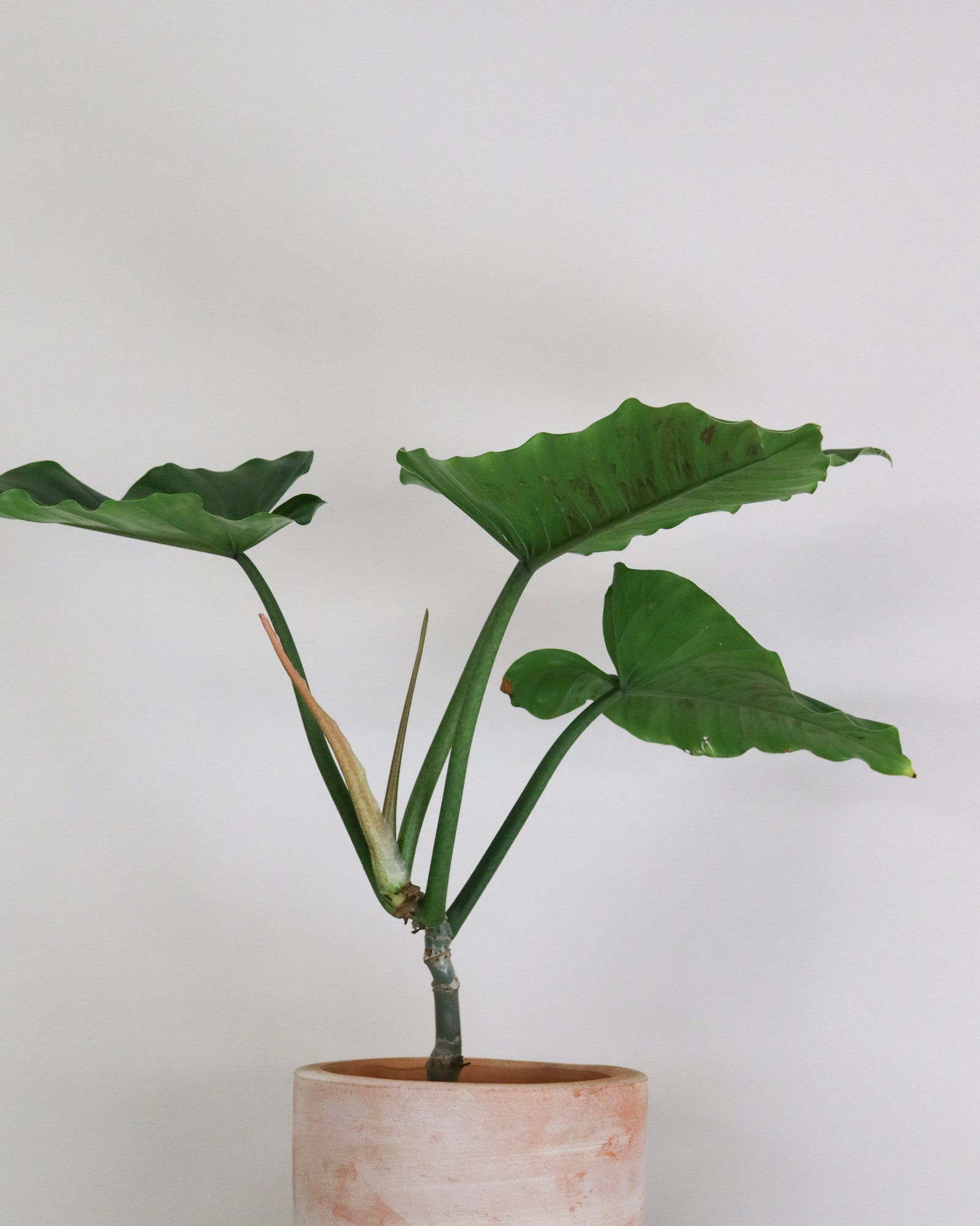 Philodendron Subhastatum