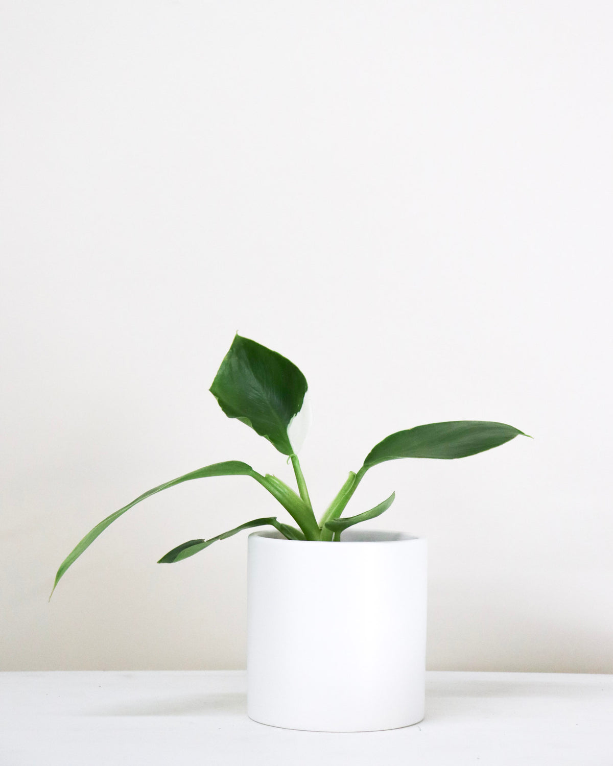Philodendron « White Wizard »