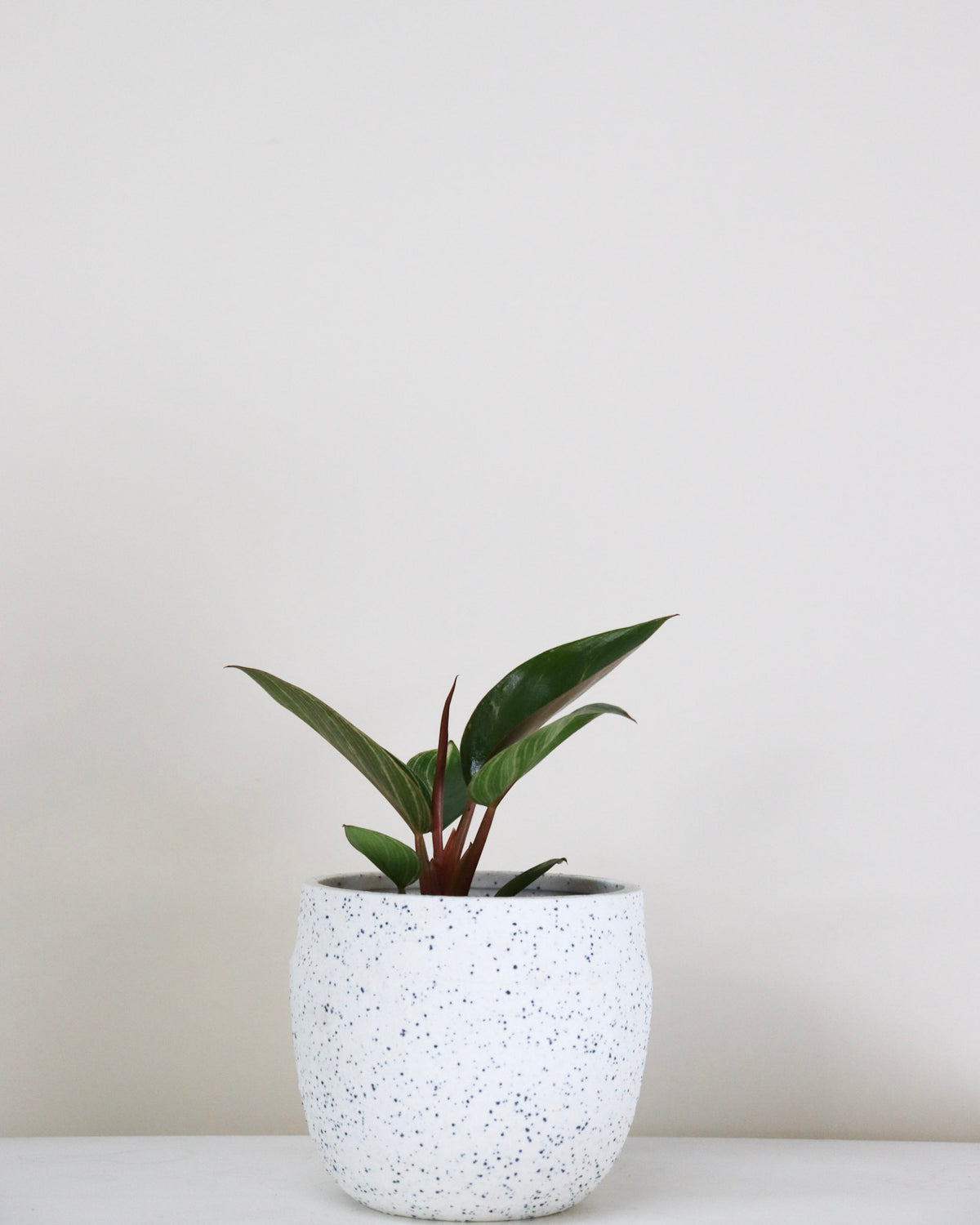 Philodendron birkin « Pink »