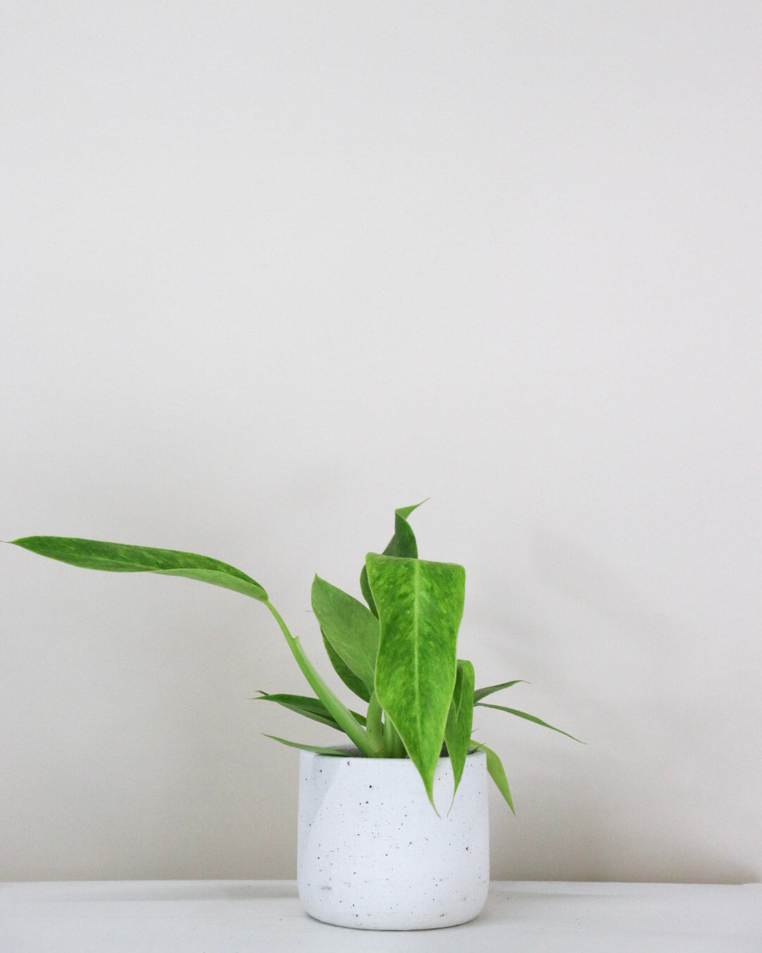 Philodendron « Calkin's Gold »