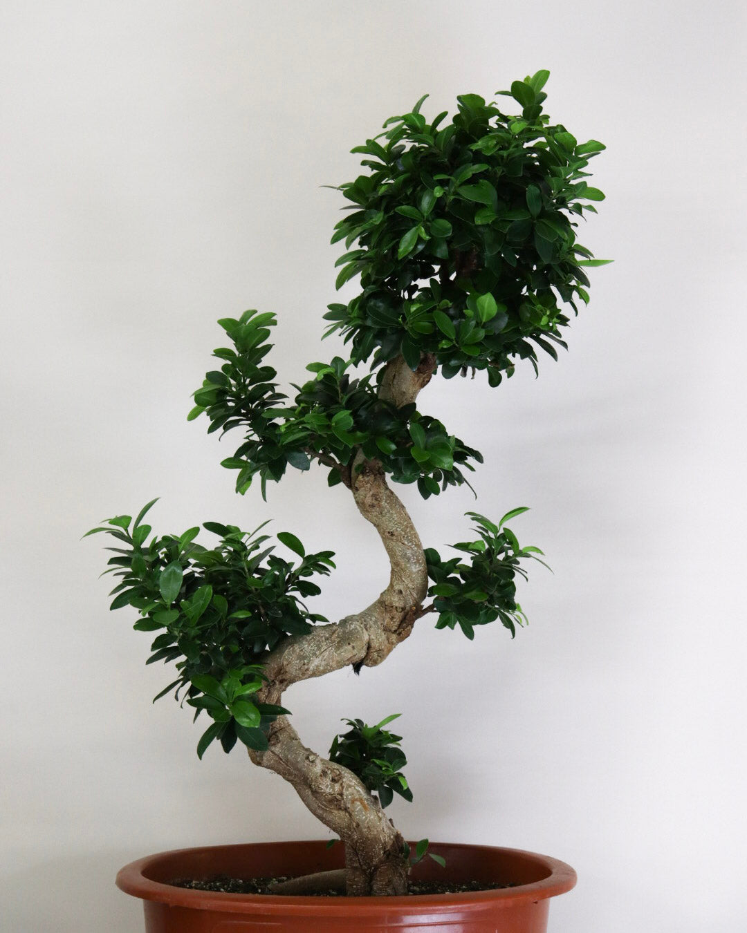 Ficus microcarpa « Ginseng »