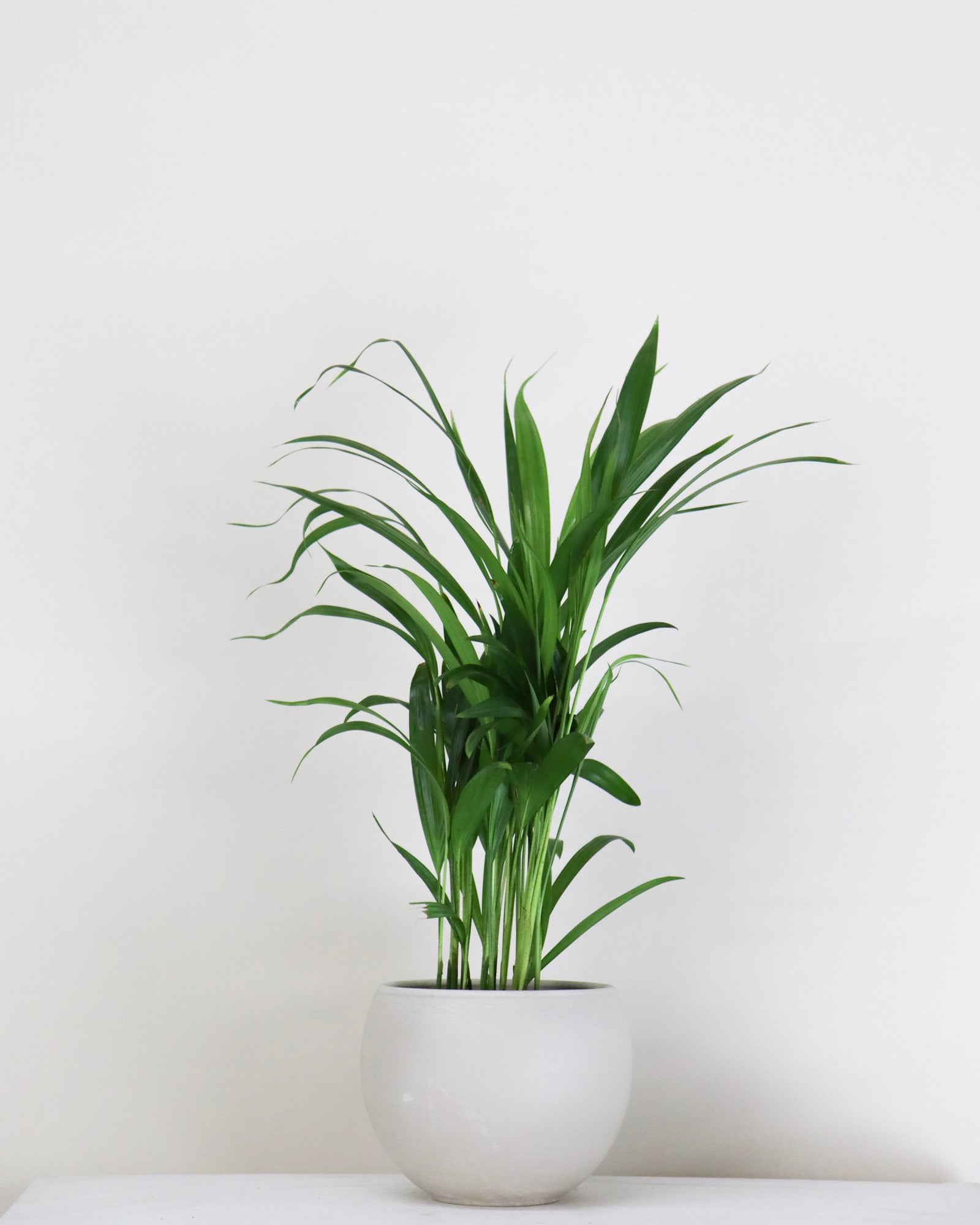 Dypsis Lutescens