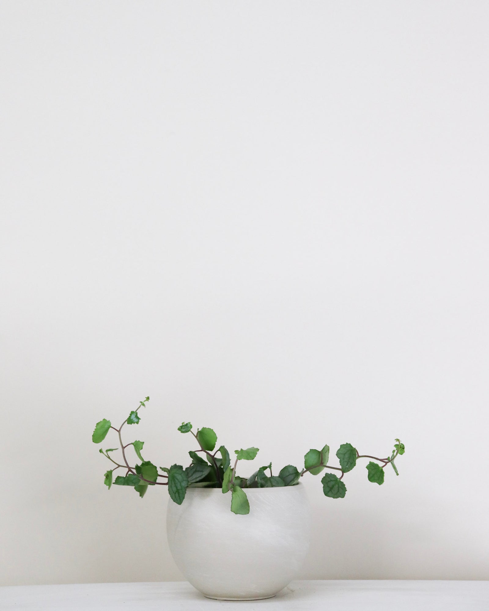 Senecio mikanoides