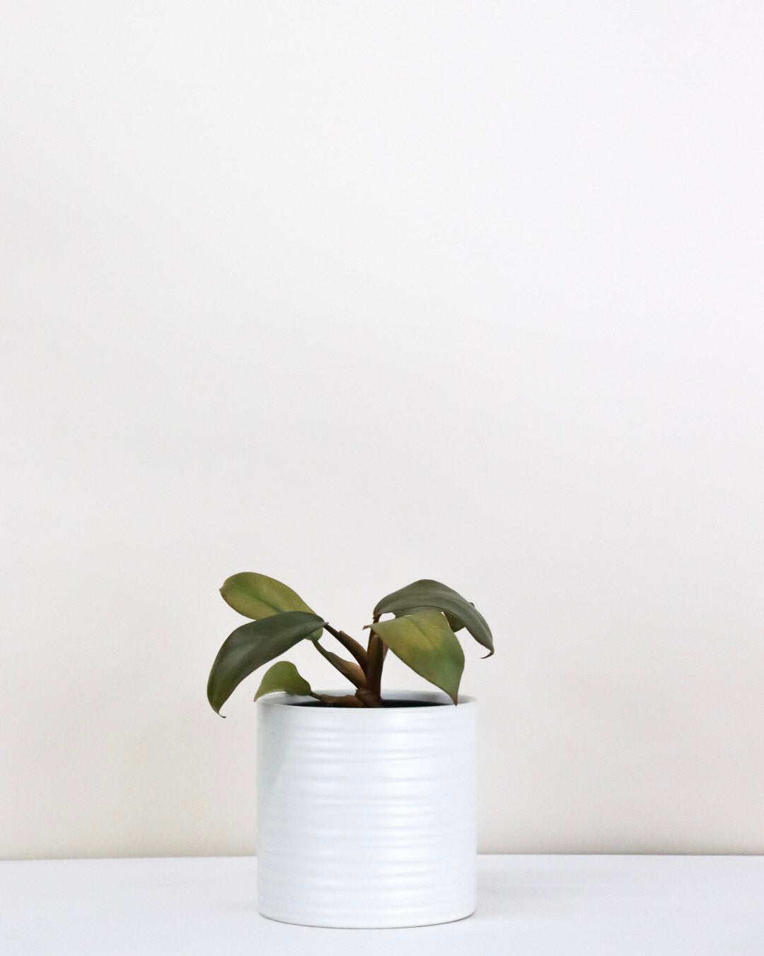 Philodendron Black Cardinal x Caramel